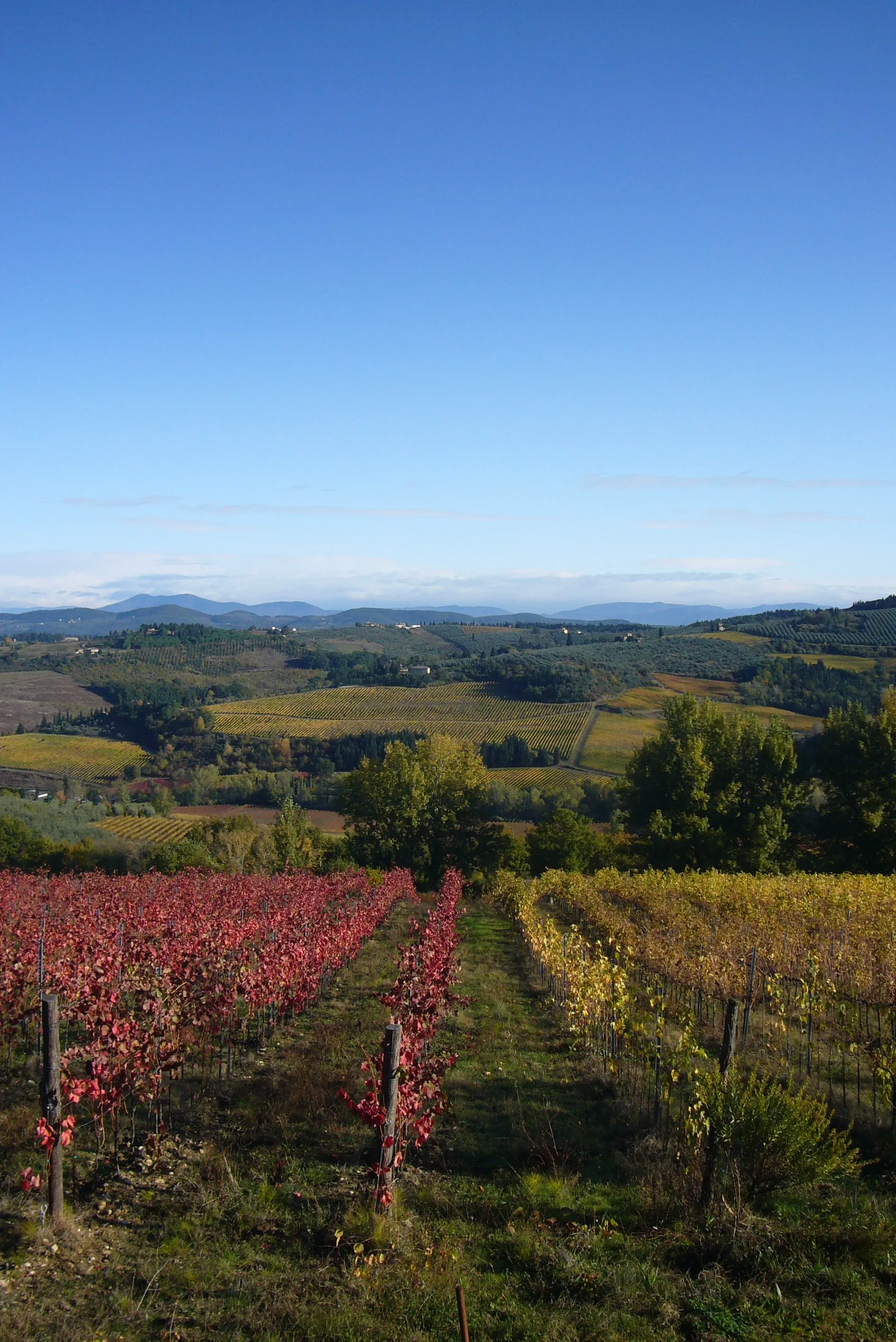 Photo showing: Vineyards @ Montespertoli