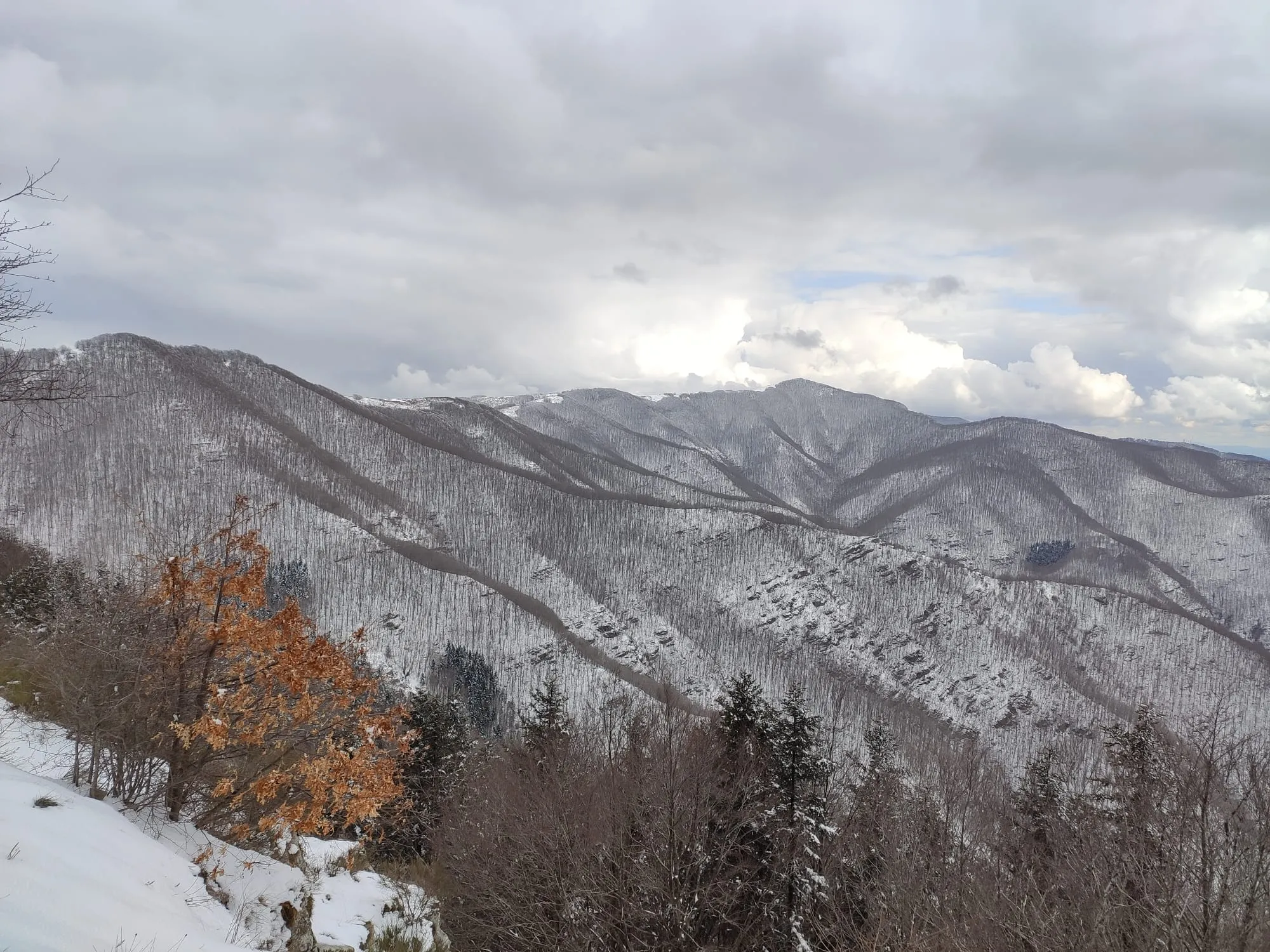 Photo showing: Porzione del Bosco di Sant'Antonio in inverno visto dal punto panoramico del "Capanno delle Guardie"