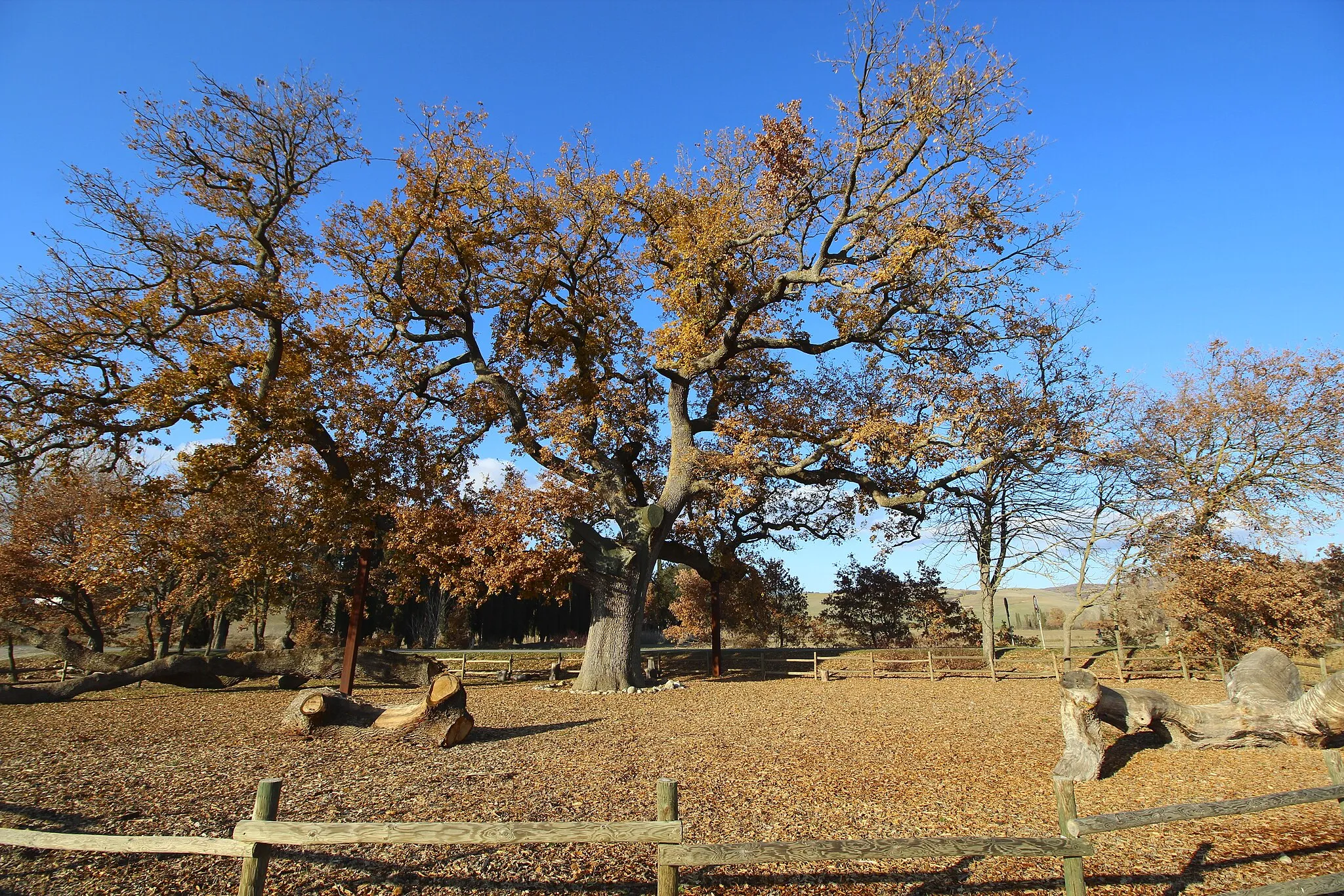 Photo showing: Oak tree Quercia delle Checche, monumental tree in Pienza, Province of Siena, Tuscany, Italy