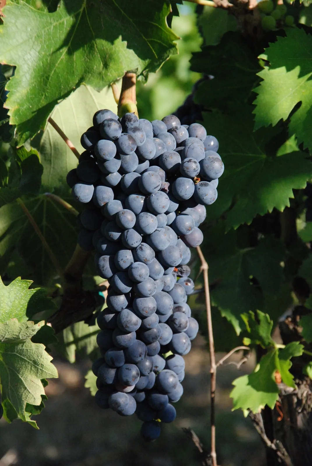 Photo showing: Italian wine grape Ciliegiolo grown in Tuscany and Umbria
