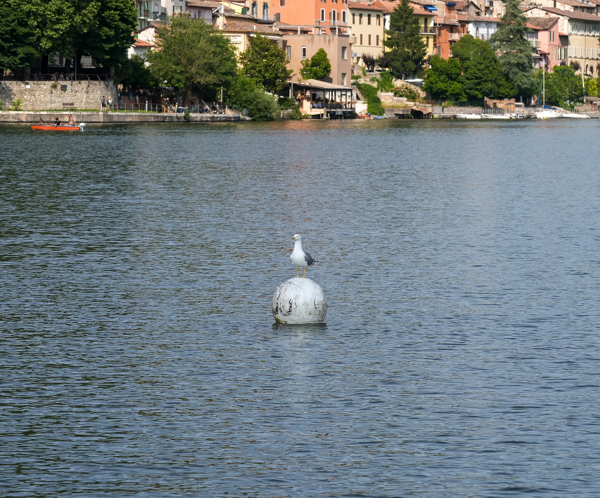 Photo showing: Gabbiano sul lago di Piediluco