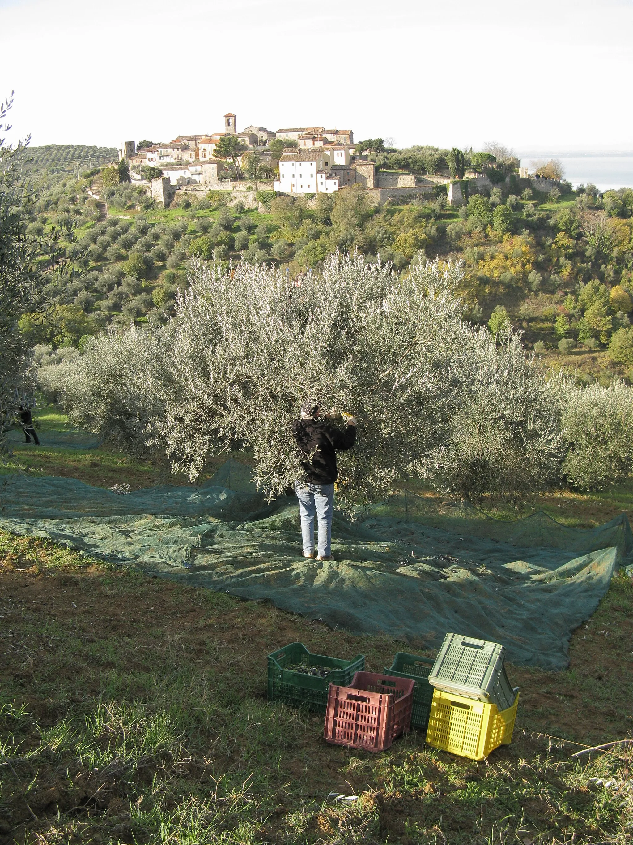 Photo showing: Olive picking in Montecolognola, Umbria