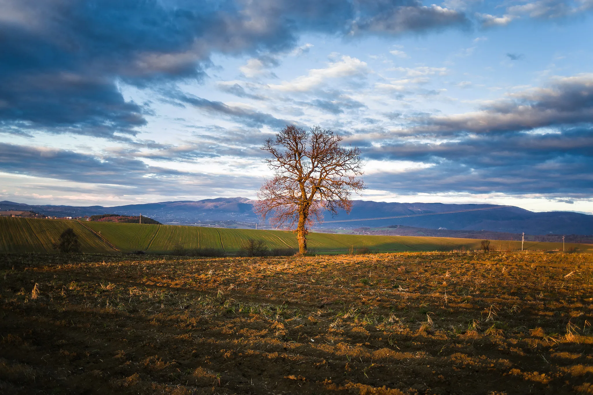 Photo showing: Tipica quercia camporile immersa fra i monti nella verdeggiante Val Ternana, poco fuori la città.