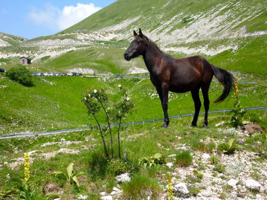 Photo showing: Cavallo selvatico al Monte Terminillo