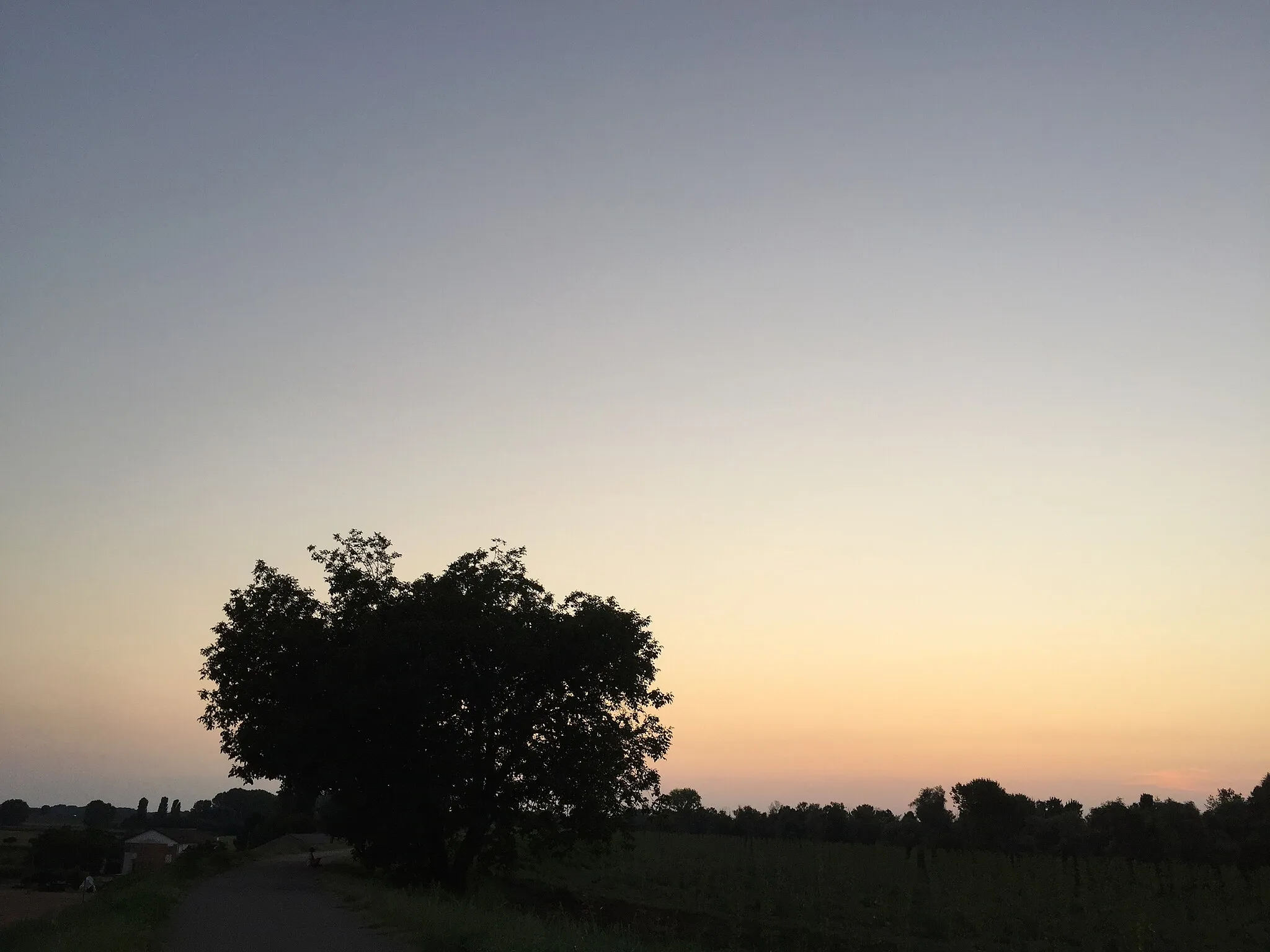 Photo showing: Ulisse, albero di Noce lungo la pista ciclabile destra Po nei pressi dell'abitato di Pescara (Ferrara)