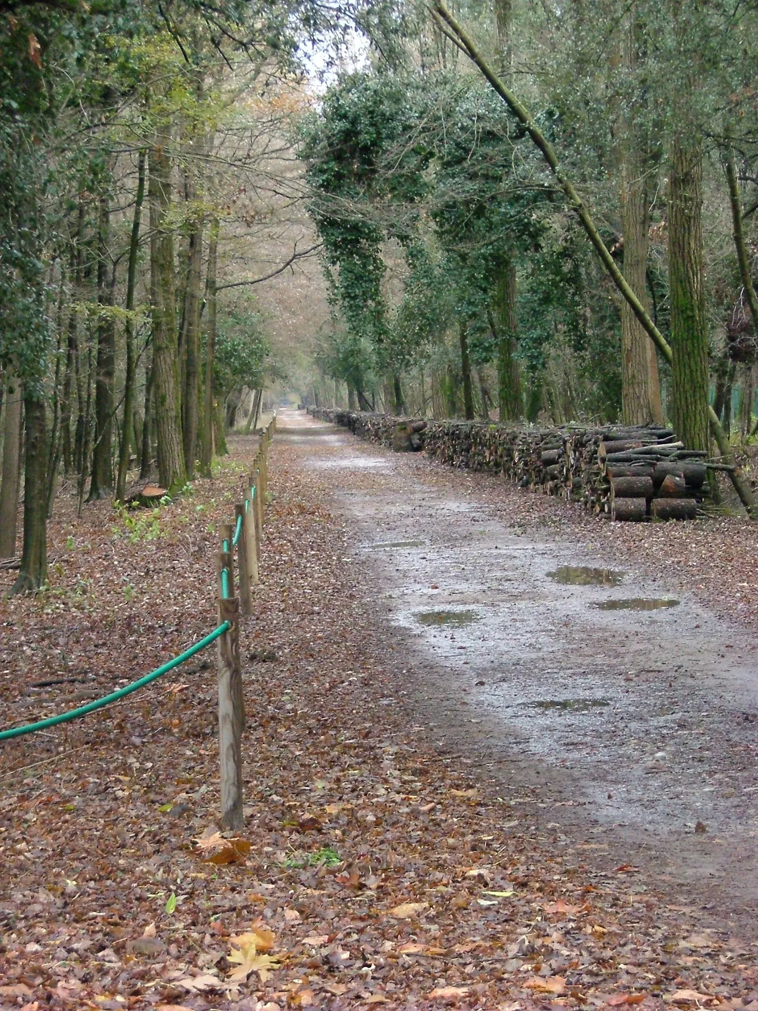 Photo showing: Il Bosco della Mesola