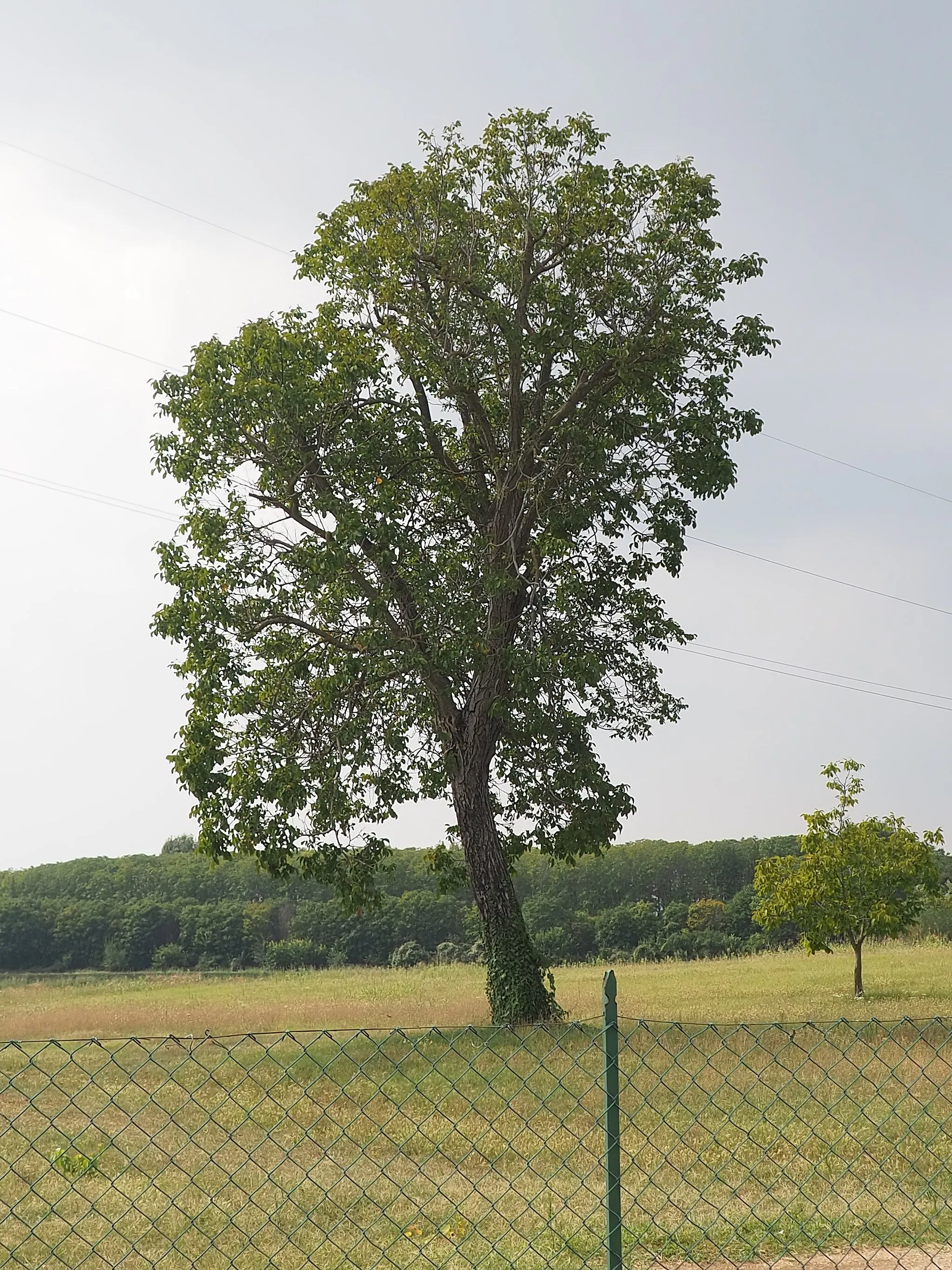 Photo showing: Lonigo, albero isolato nei pressi di via Sisana.