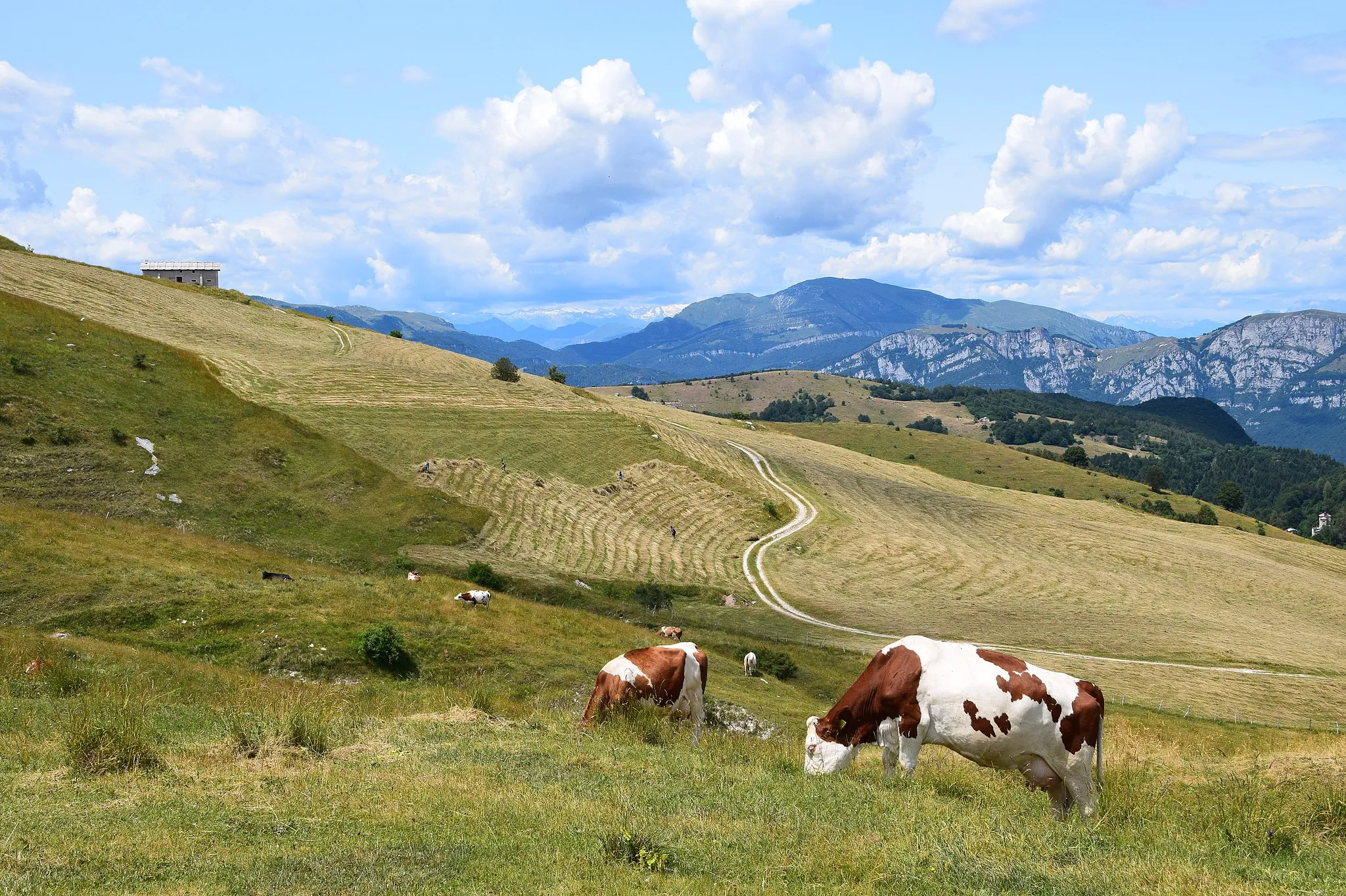 Photo showing: Vacche al pascolo a Malga Fittanze (Erbezzo - Vr) e fienagione a Malga Boldera (Ala - Tn)