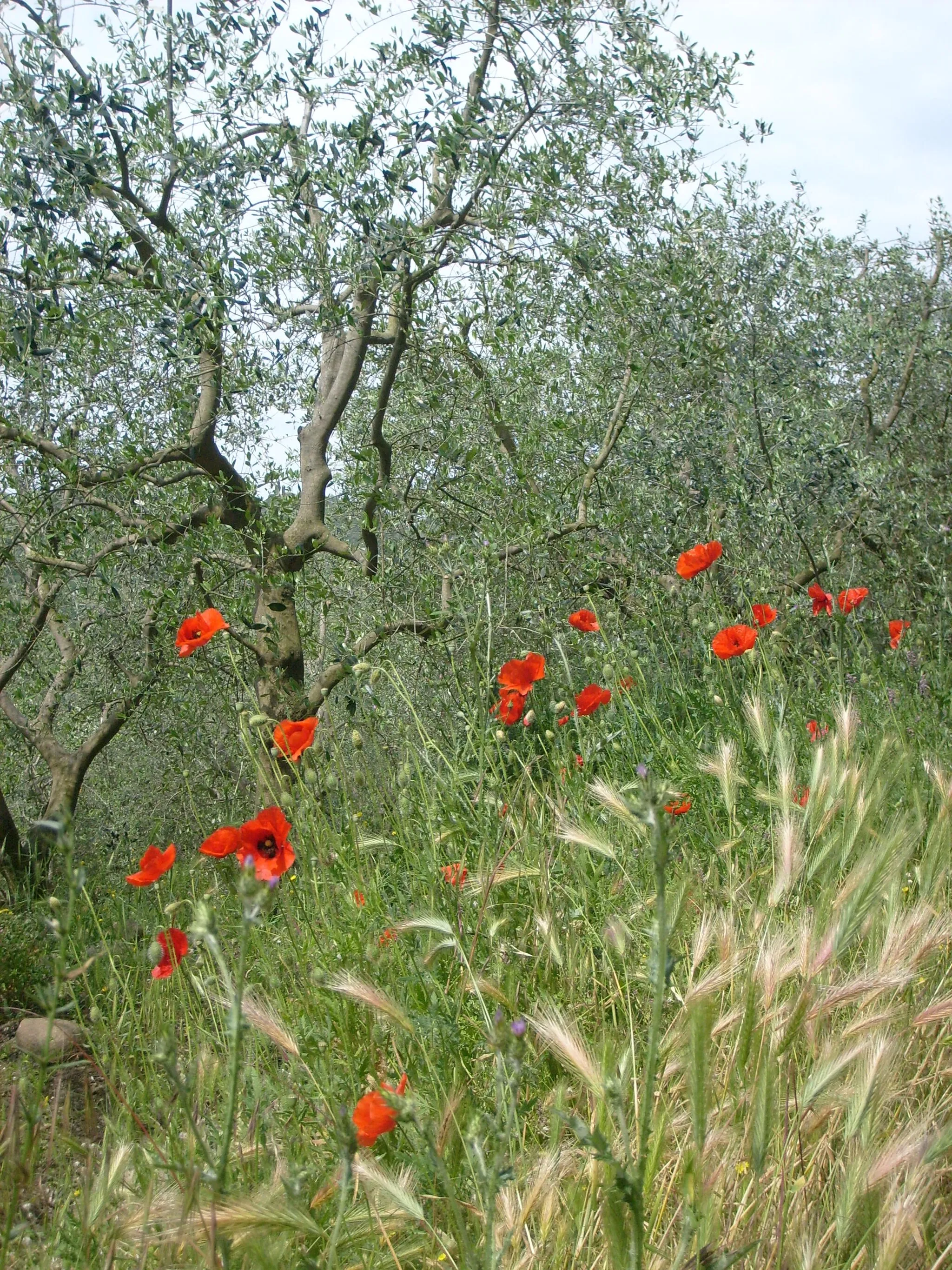 Photo showing: Tulipani e ulivi sul Monte Cecilia