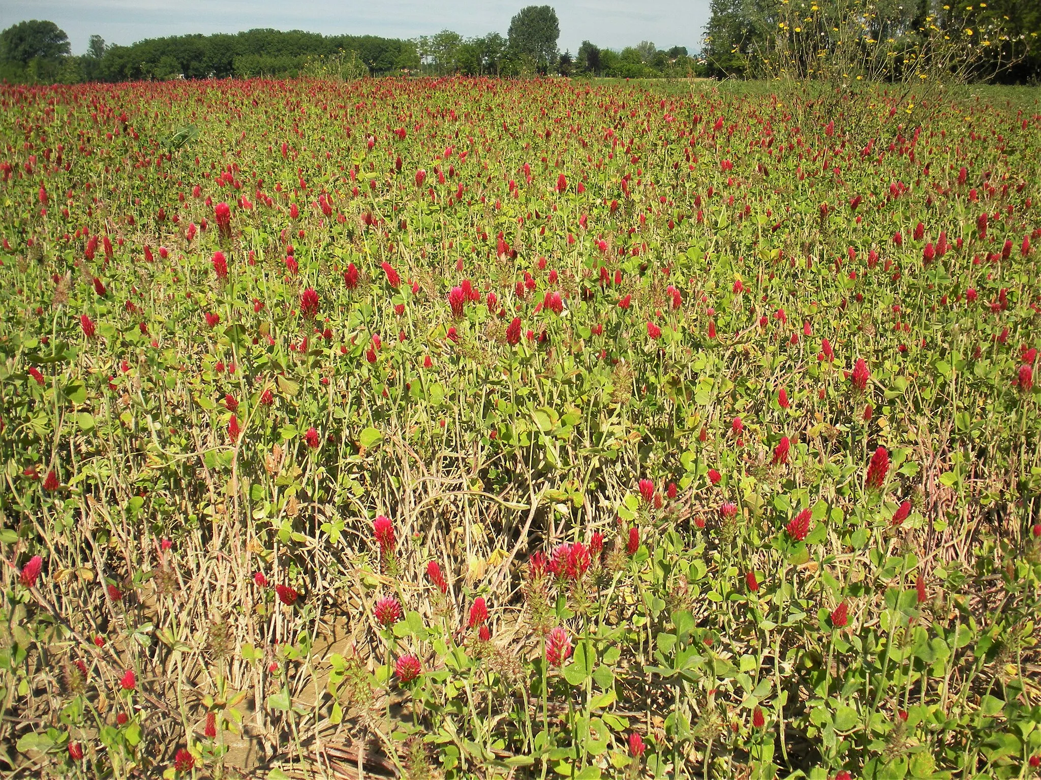 Photo showing: Un campo di Trifoglio incarnato