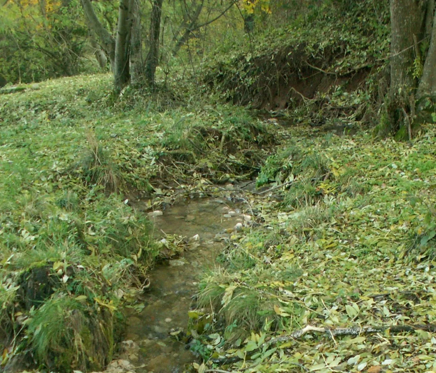 Photo showing: Sorgente dell'Alpone a Bolca