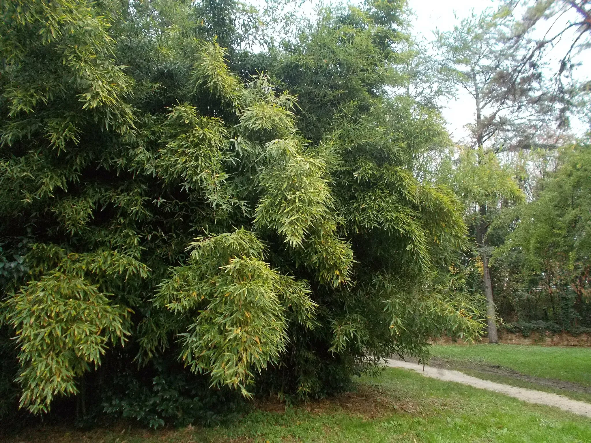 Photo showing: bambù in parco dei faggi voltabarozzo