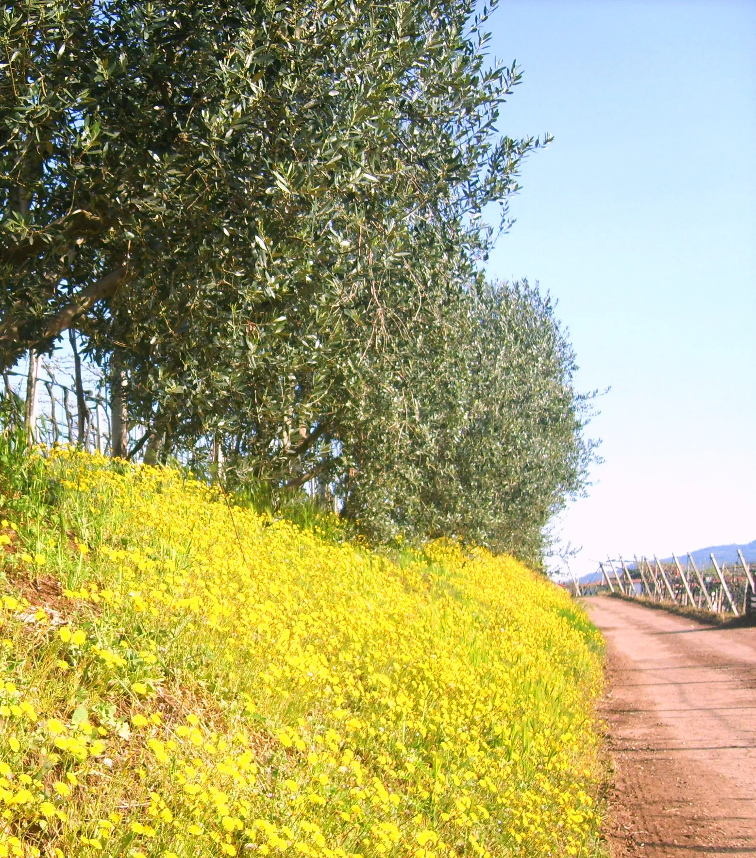 Photo showing: Primavera on the road