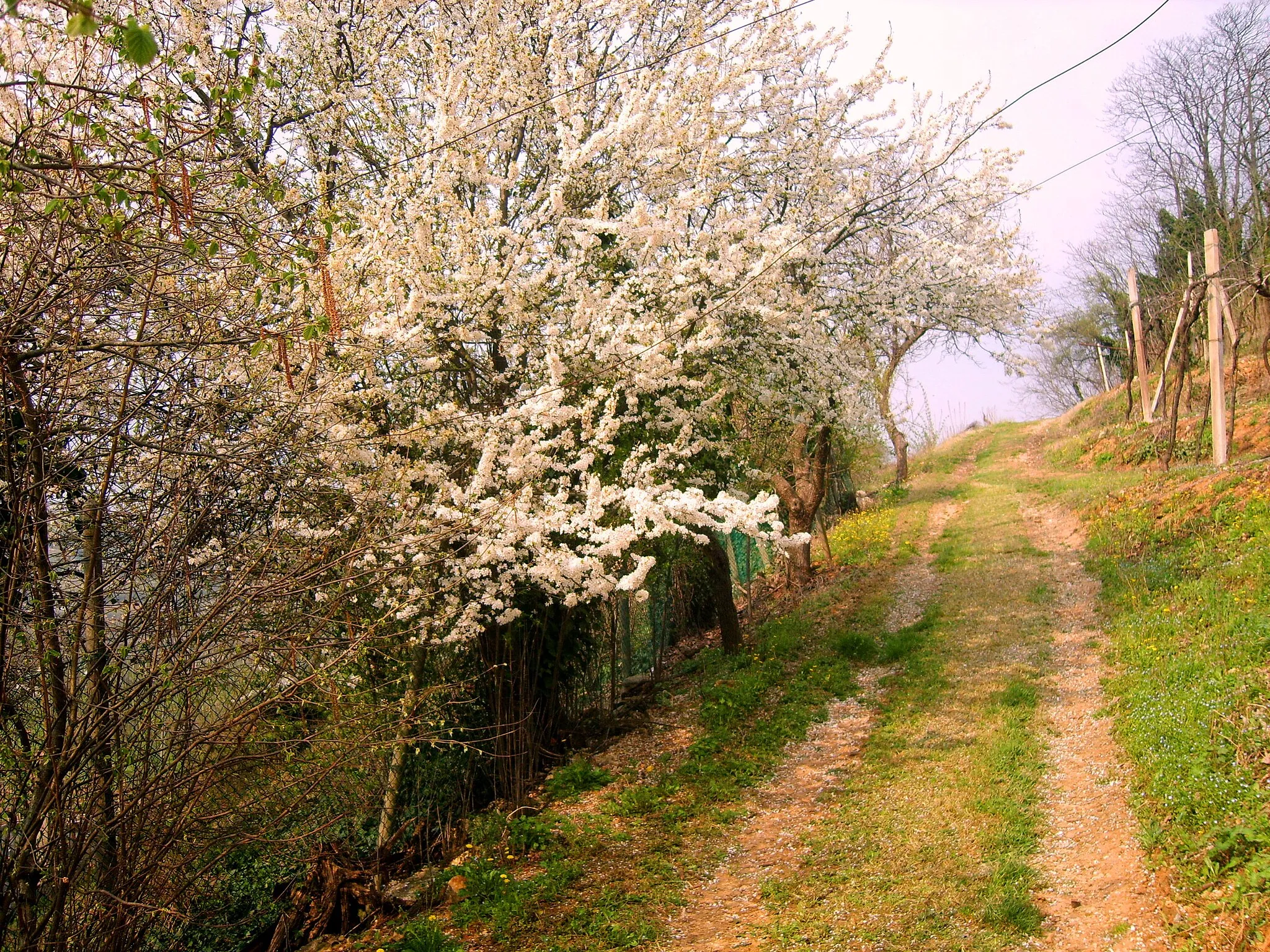 Photo showing: Primavera a Fornello