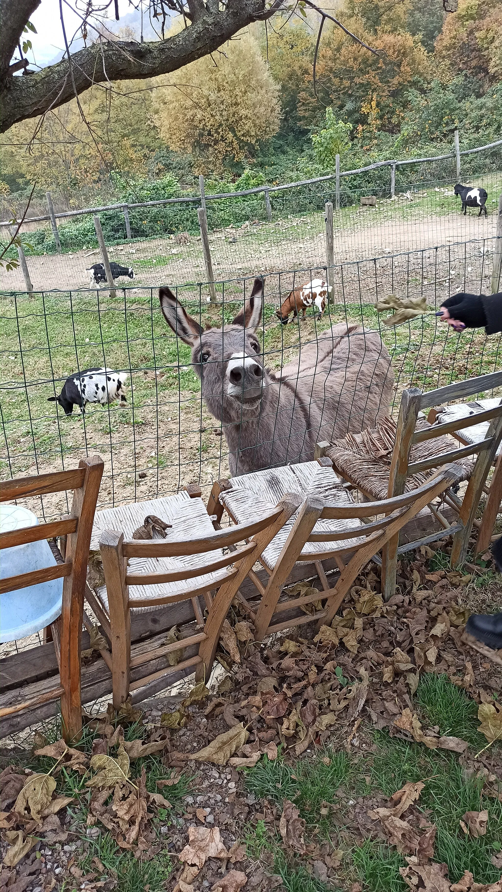 Photo showing: Un asino presente nel comune di Montegrotto Terme