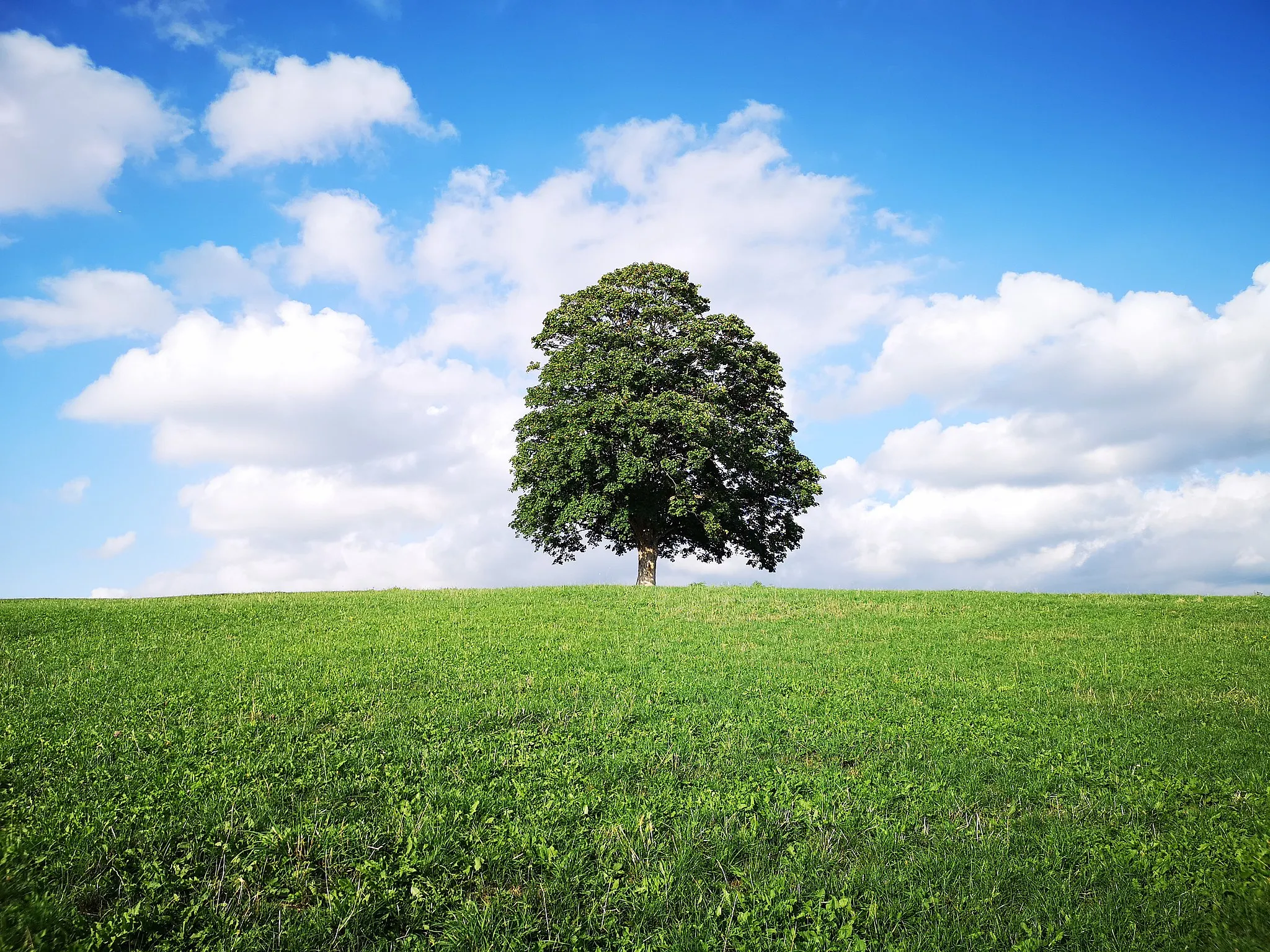 Photo showing: Acero di monte (Acer pseudoplatanus) Erbezzo, Veneto, Italia - Albero monumentale (circ. mt. 3,15 alt. mt. 24)