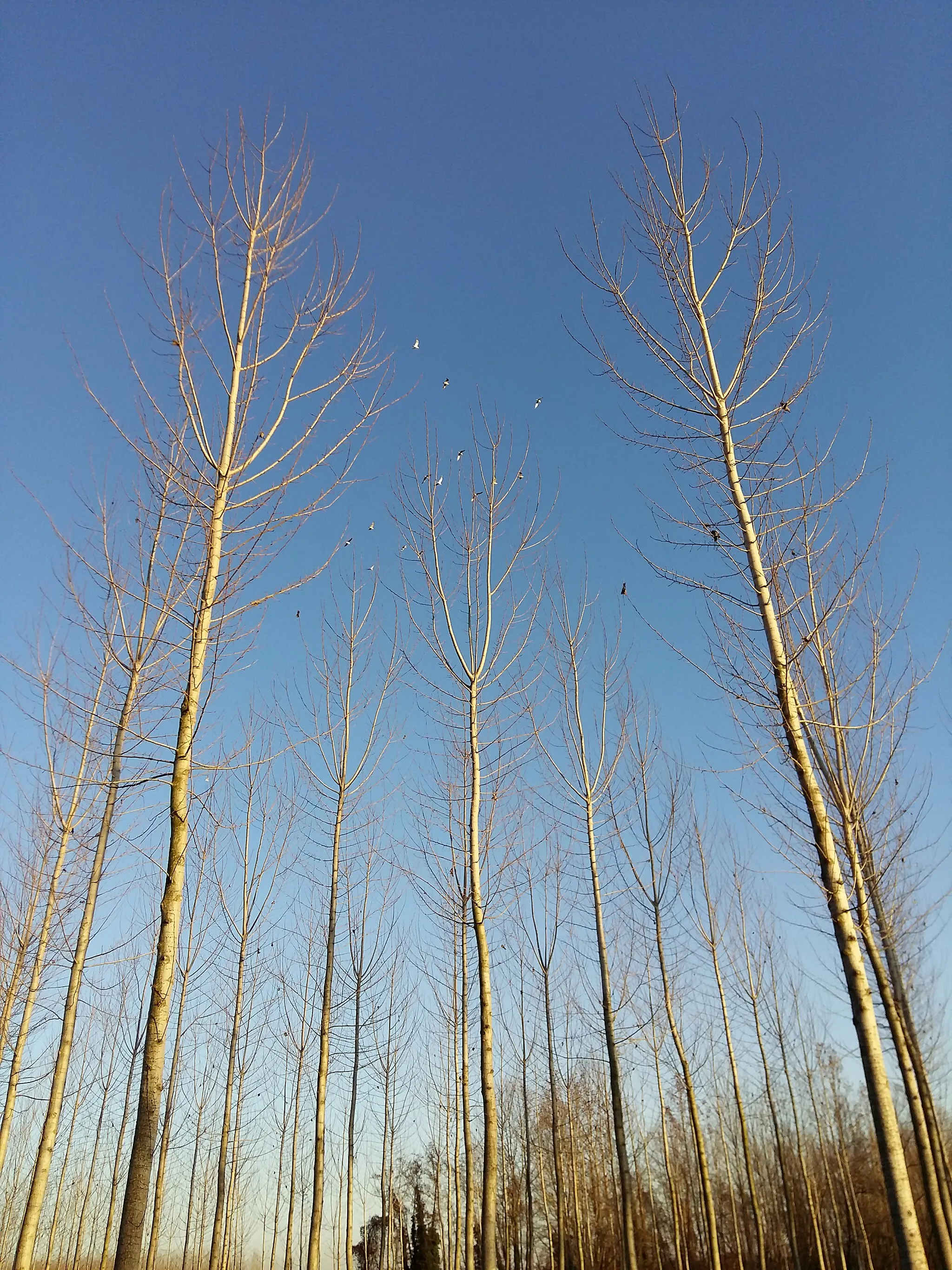 Photo showing: Pioppi nella campagna di Pocenia