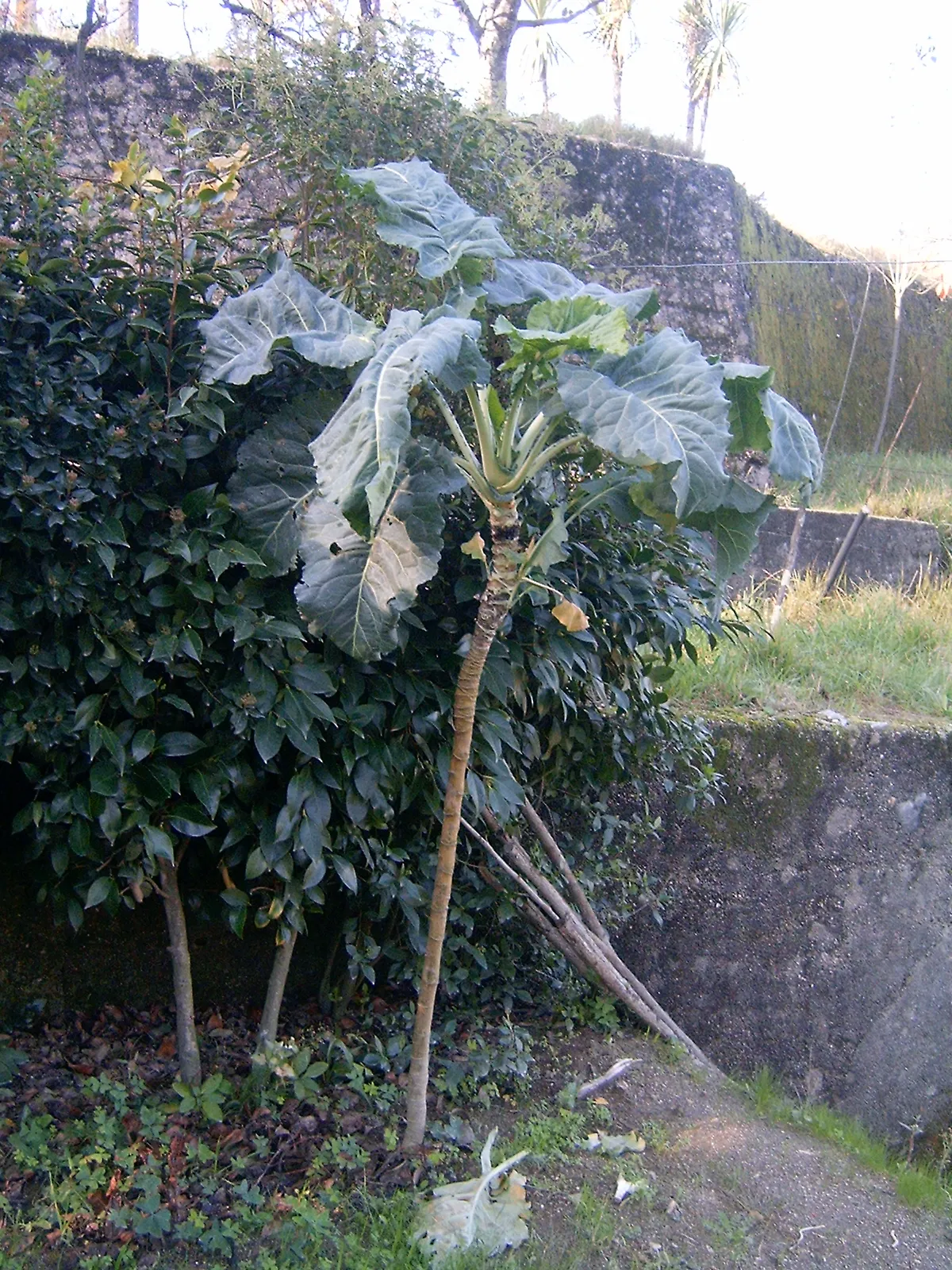 Photo showing: Couve-galega (ex. Brassica oleracea var. acephala DC.) is the Portuguese kale in Brassica oleracea Collard Group.