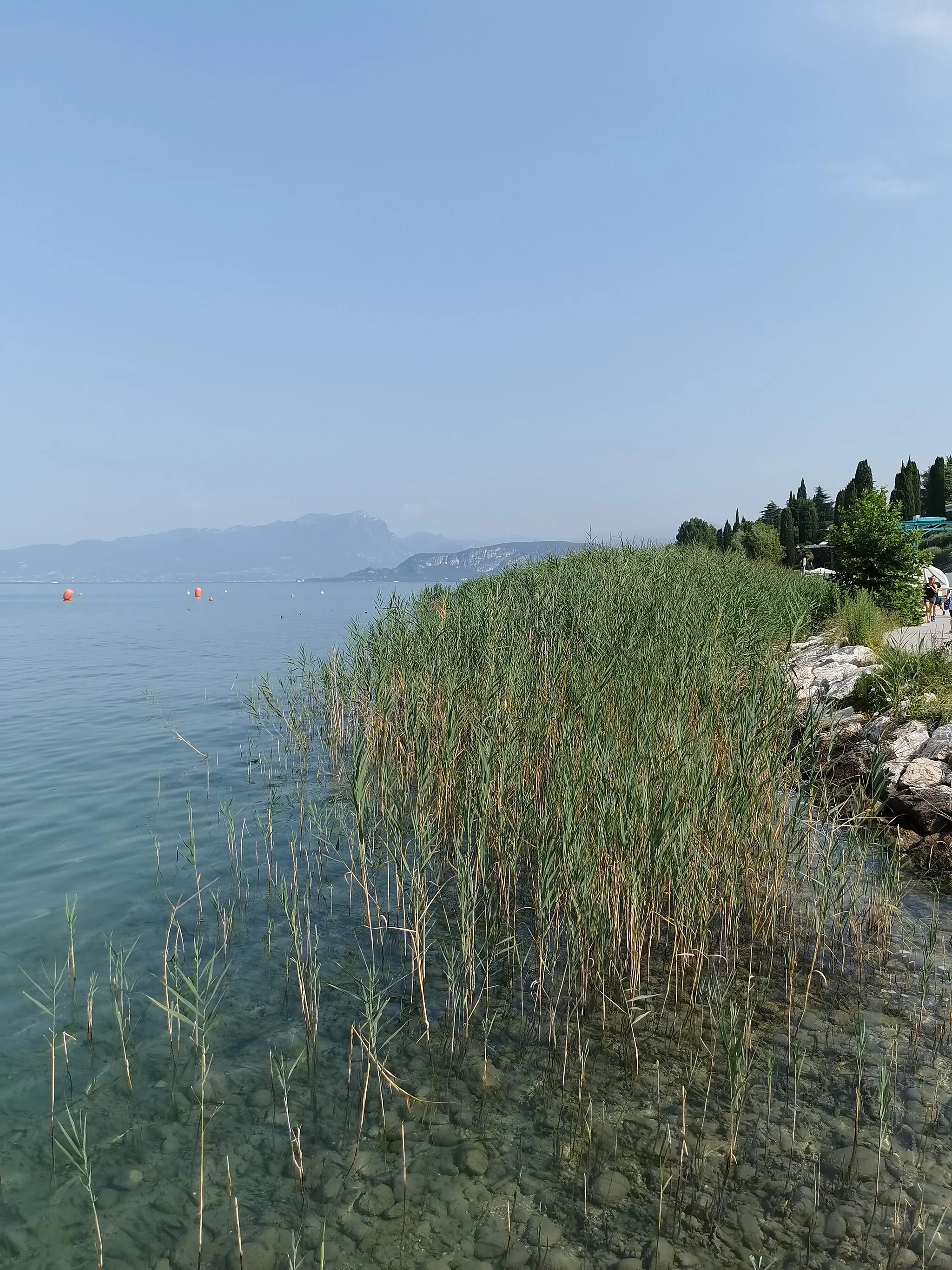 Photo showing: Zwischen Lazise und Cisano (Gardasee)

seltener Schilfbewuchs