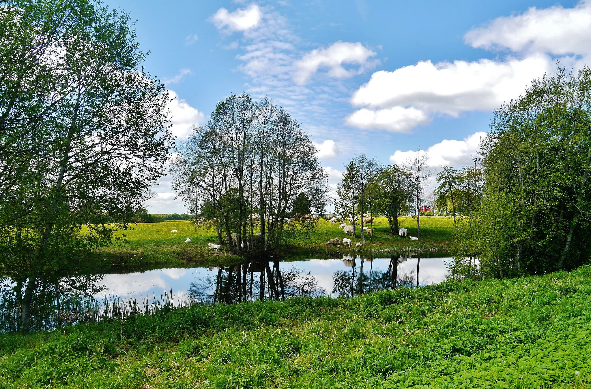 Photo showing: Landscape near Apriki, Latvia