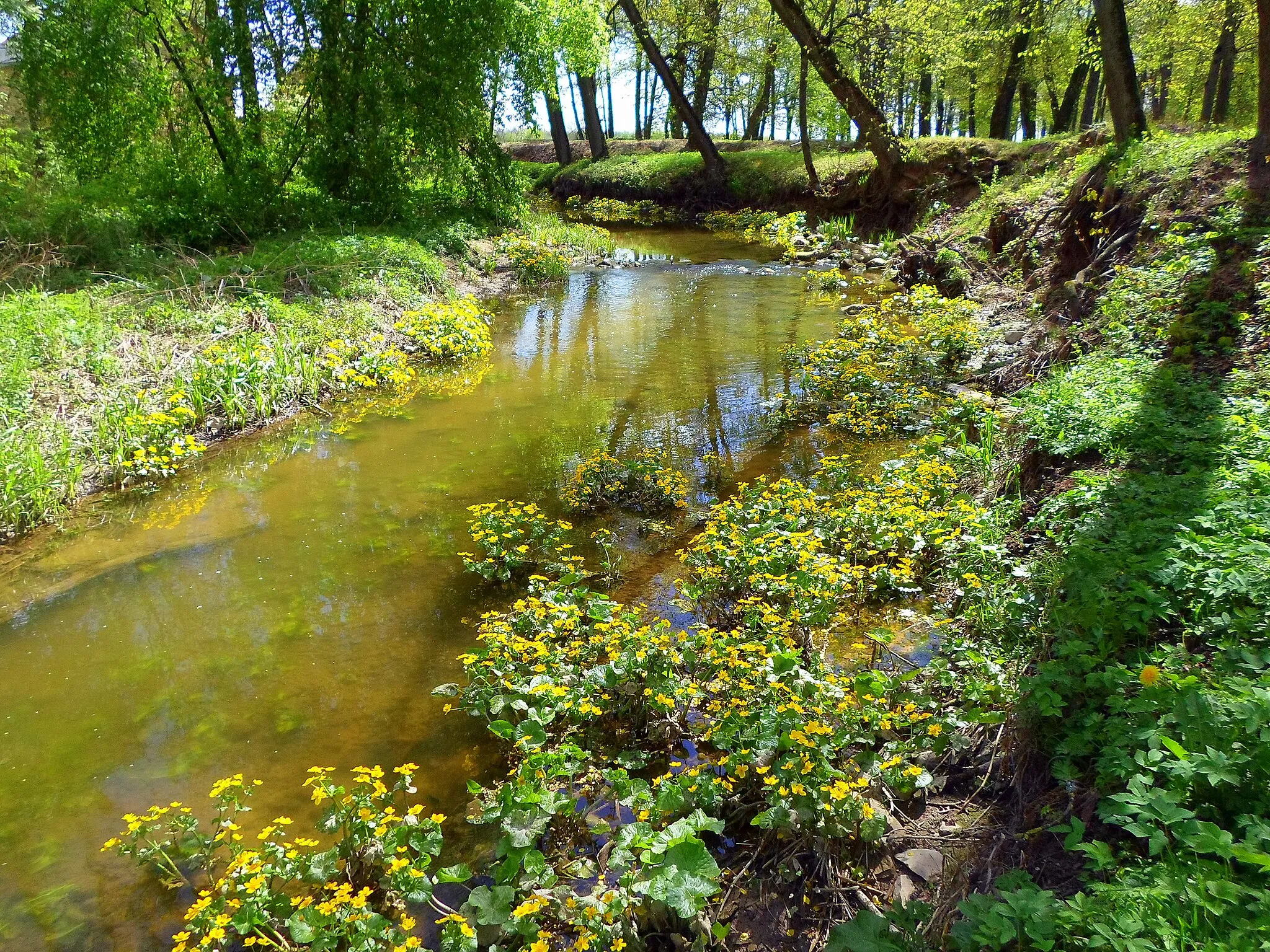 Photo showing: Purenes Vircavas upē. Kingcups at Vircava river. May, 2014