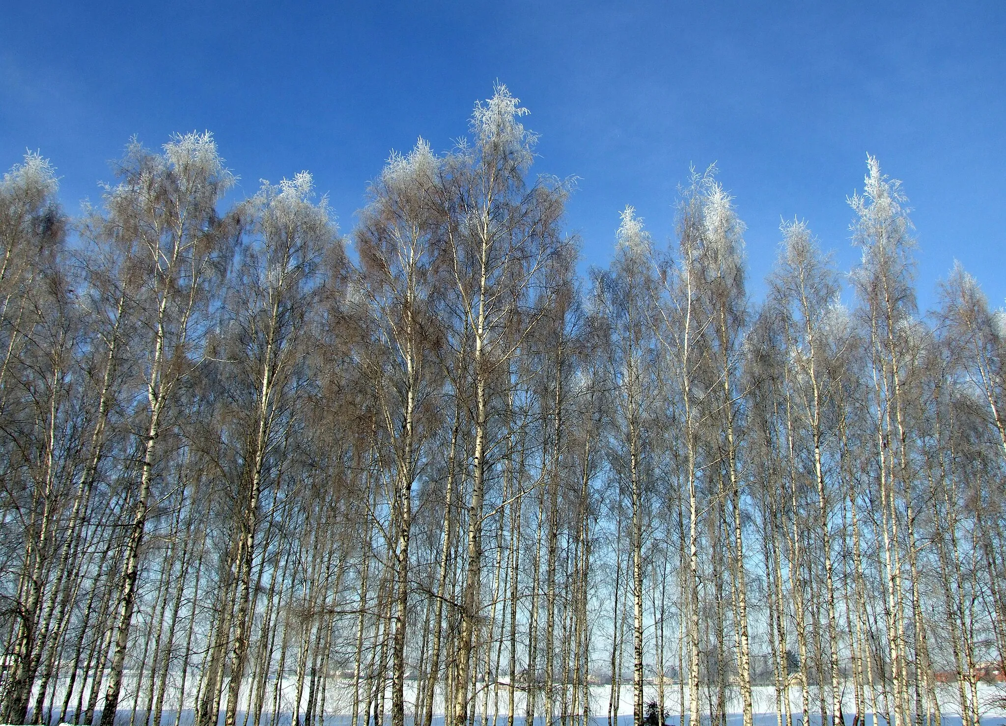 Photo showing: Latvia, winter...