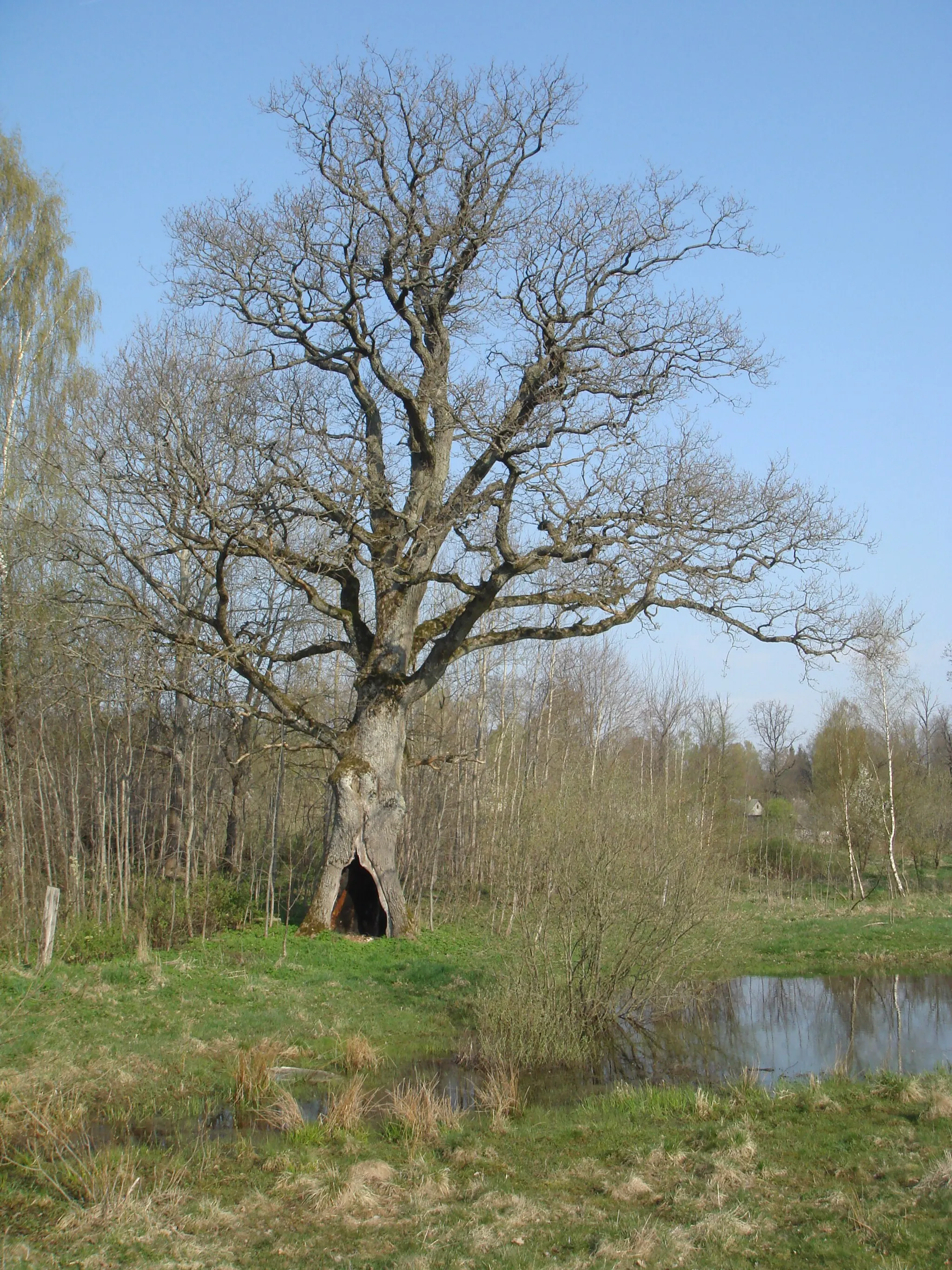 Photo showing: Old oak with huge cavity