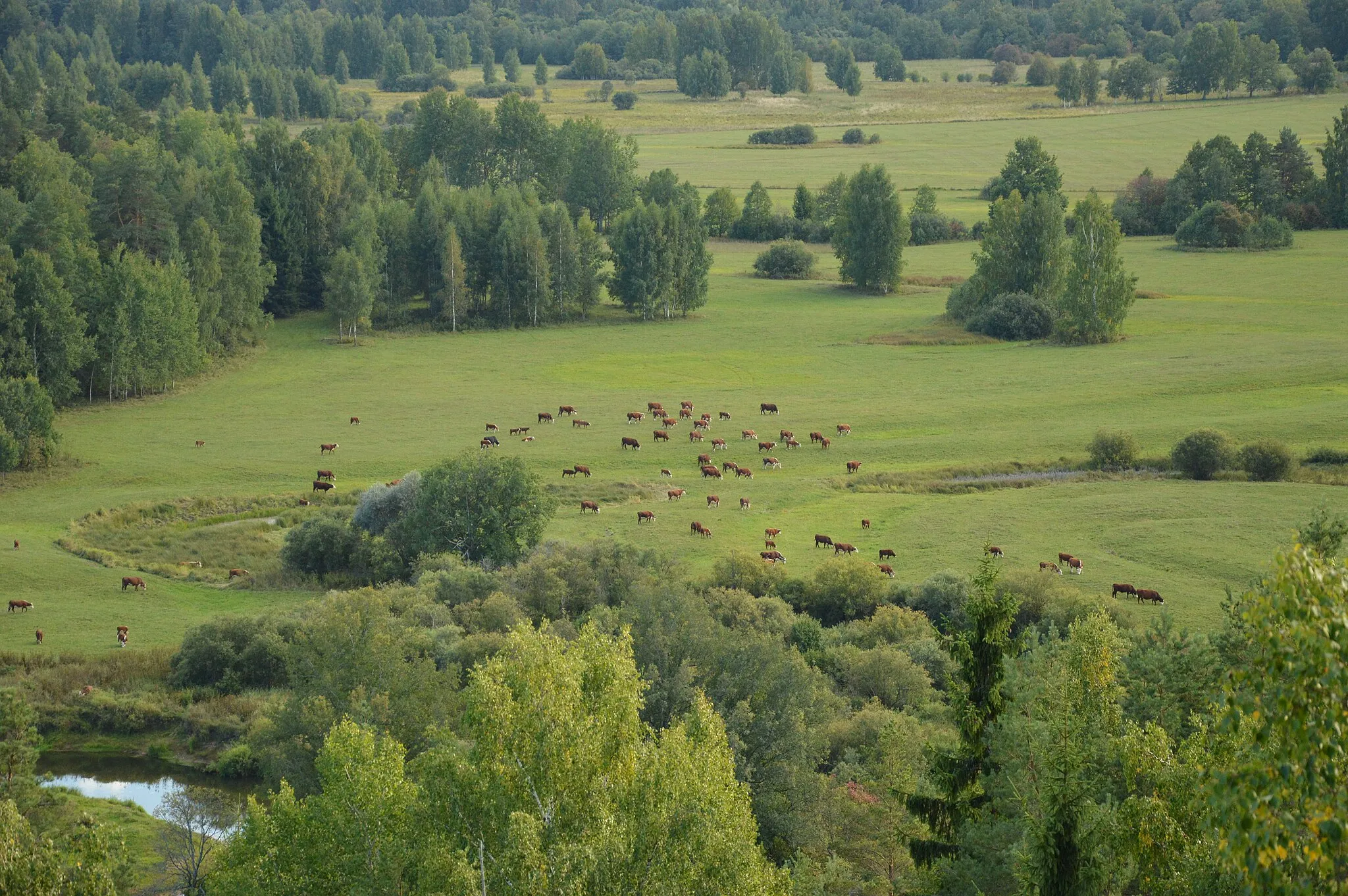 Photo showing: Veised Mustjõe luhal. Jäädvustatud Tellingumäe vaatetornist.