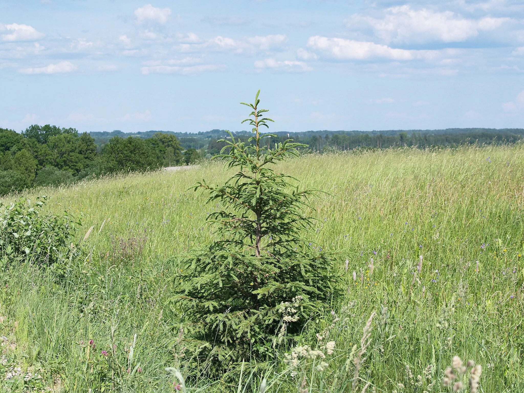 Photo showing: Kauļu apvidus (Kauli landscape)