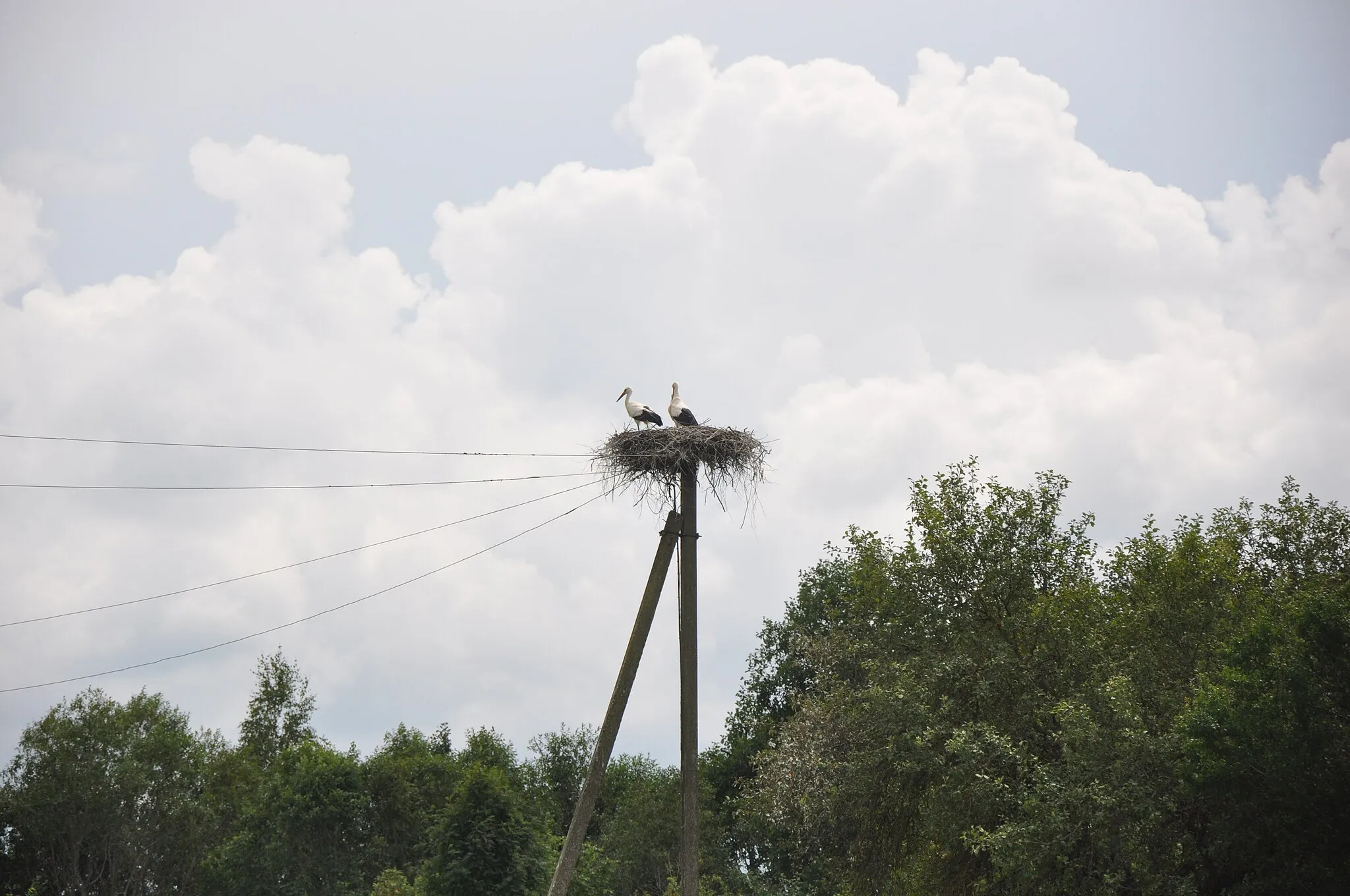 Photo showing: Baltā stārķa ligzda Nr.3905, Zaubes pagasts, Amatas novads, Latvia