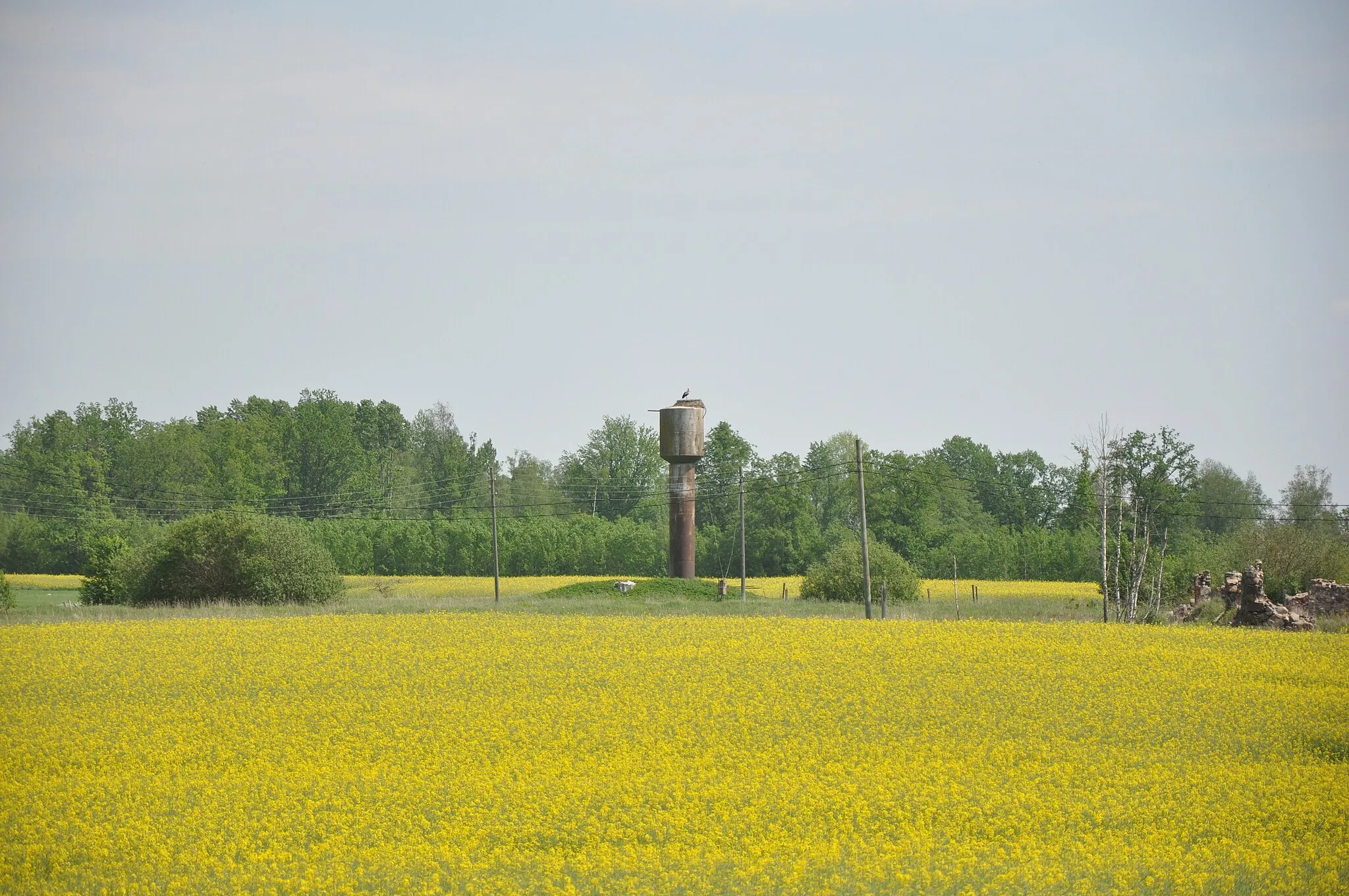 Photo showing: Baltā stārķa ligzda Nr.1156, Valdgales pagasts, Talsu novads, Latvia