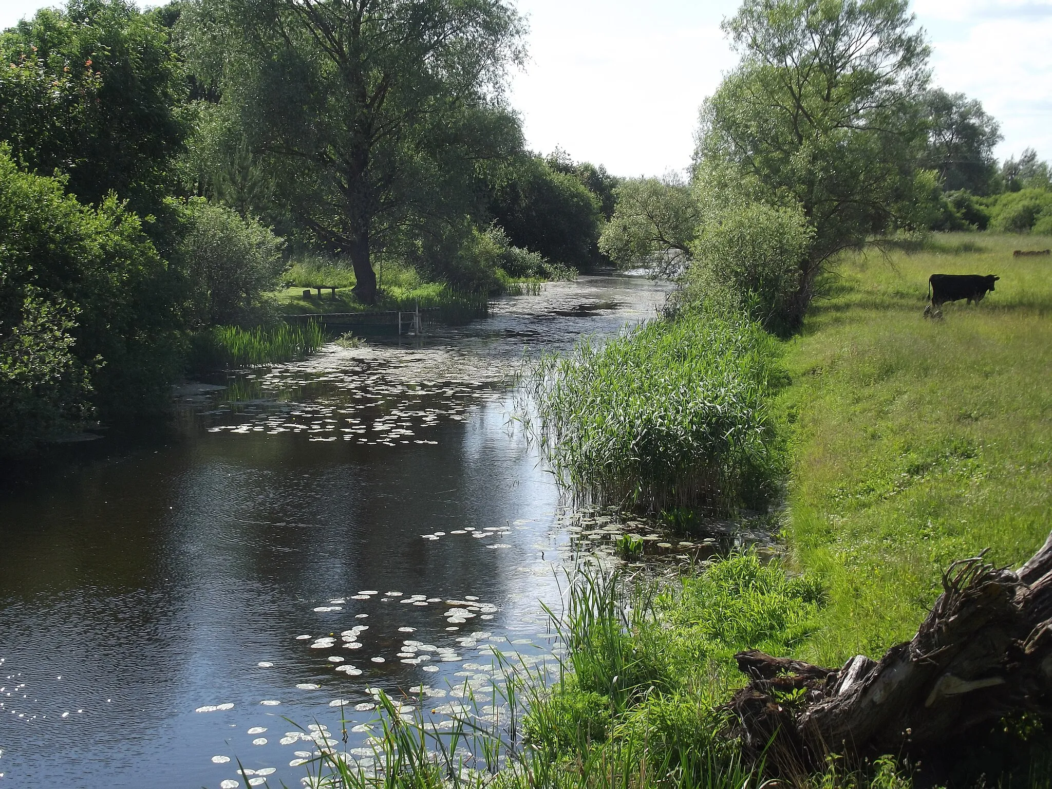 Photo showing: Beržtalis River near Žeimelis. Pakruojis district. Lithuania