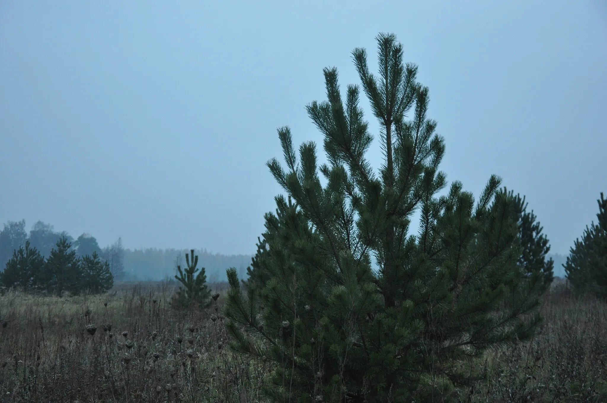 Photo showing: Agrs rīts, Babītes pagasts, Babītes novads, Latvia