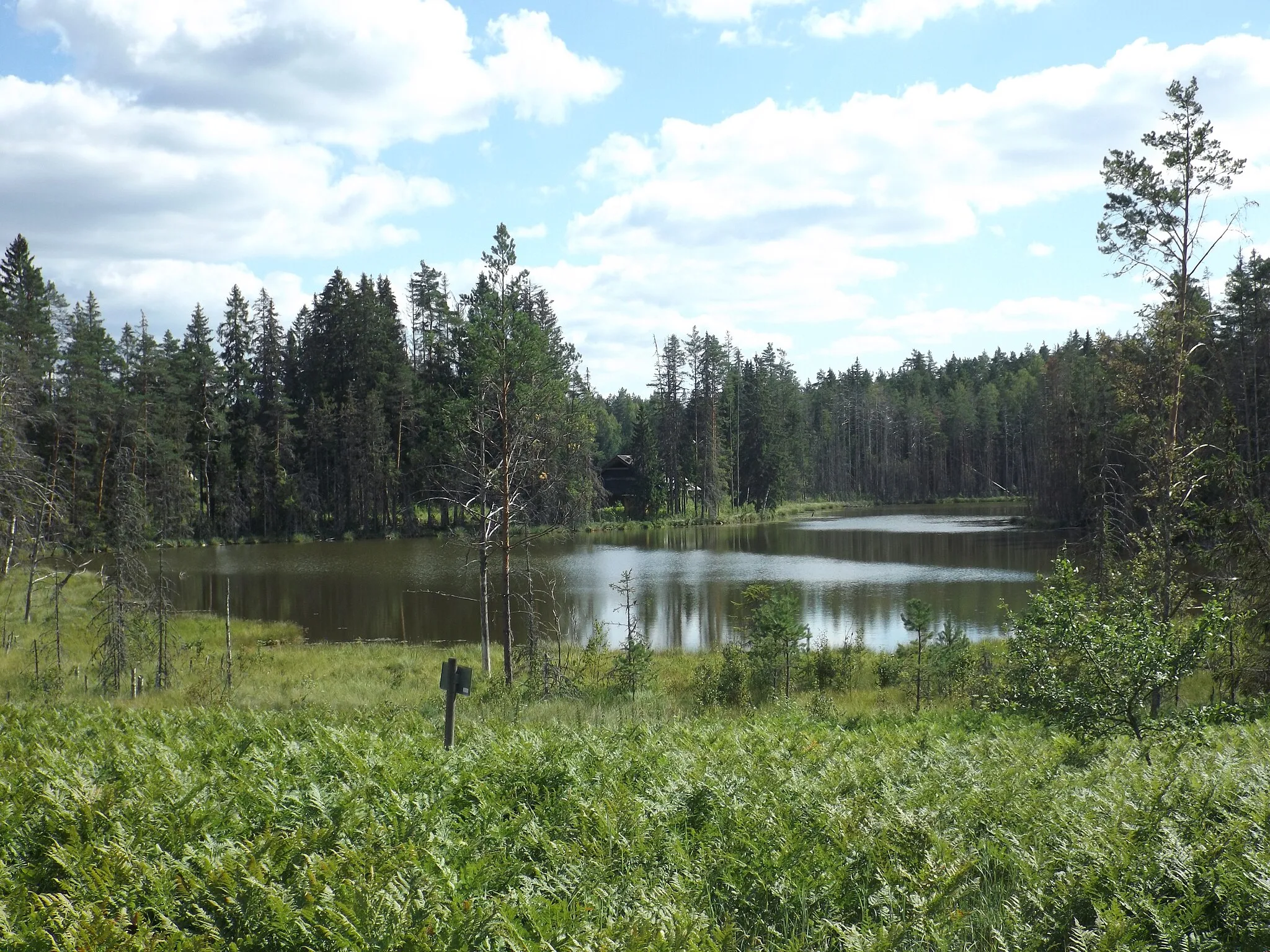 Photo showing: Lake Kuura Kogrõjärv in Rõuge Parish.