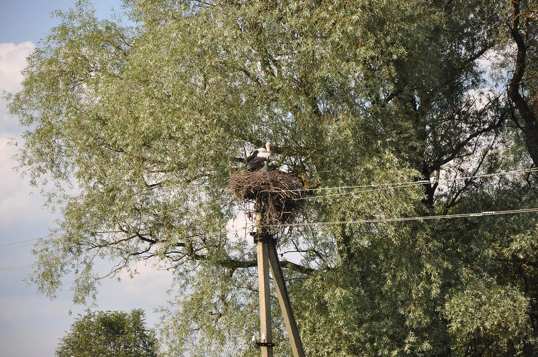 Photo showing: Baltā stārķa ligzda Nr.3010, Mālpils, Mālpils pagasts, Mālpils novads, Latvia