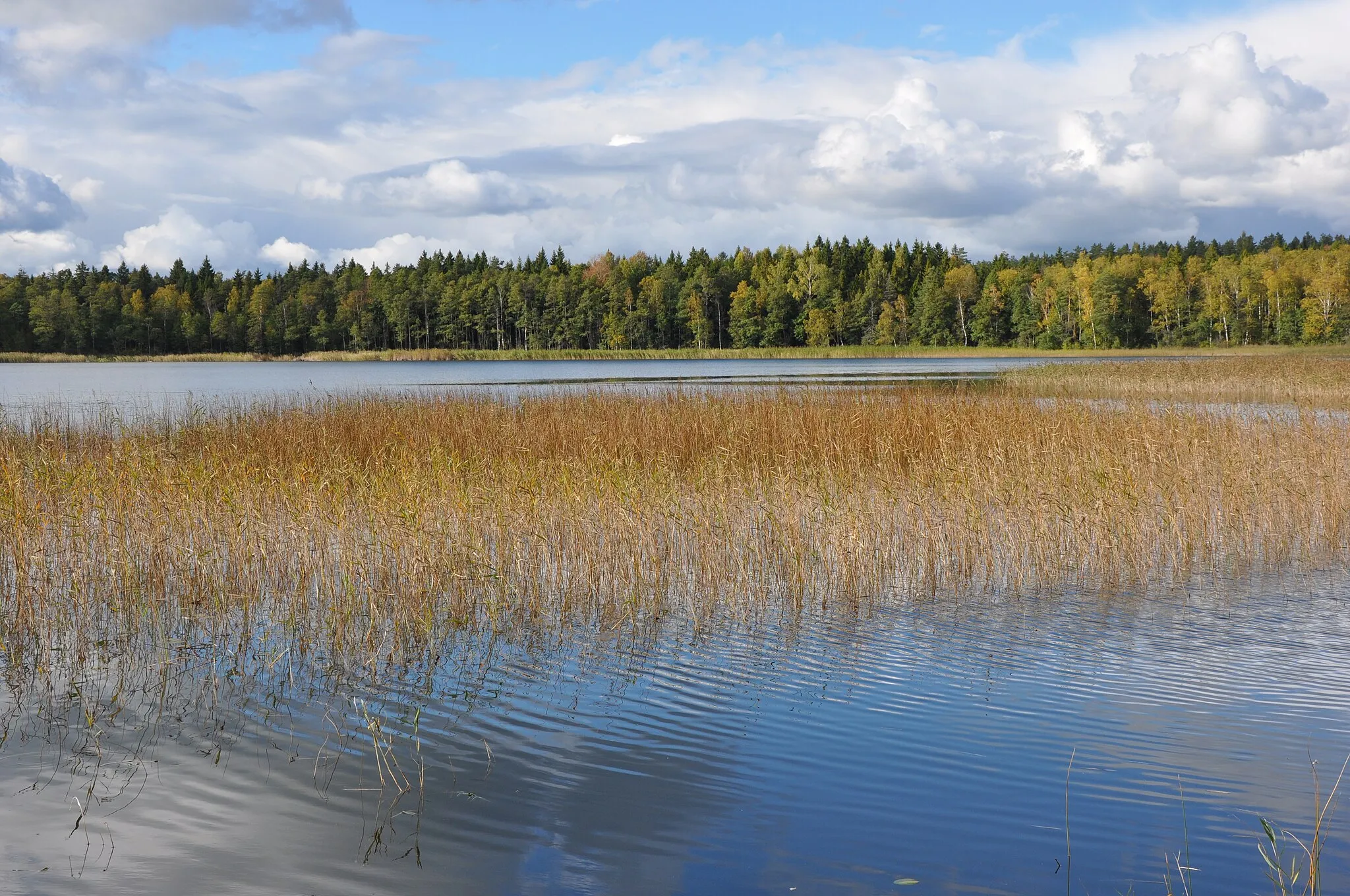 Photo showing: Plaužu ezers, Taurupes pagasts, Ogres novads, Latvia