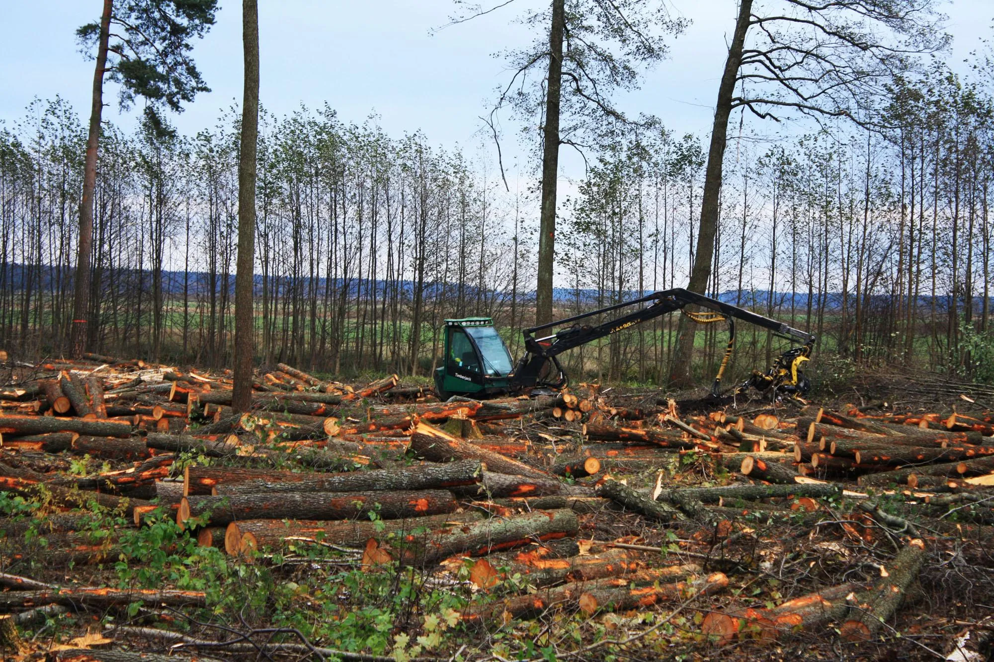 Photo showing: Калнгале (Латвия) Вырубка сосновых лесов