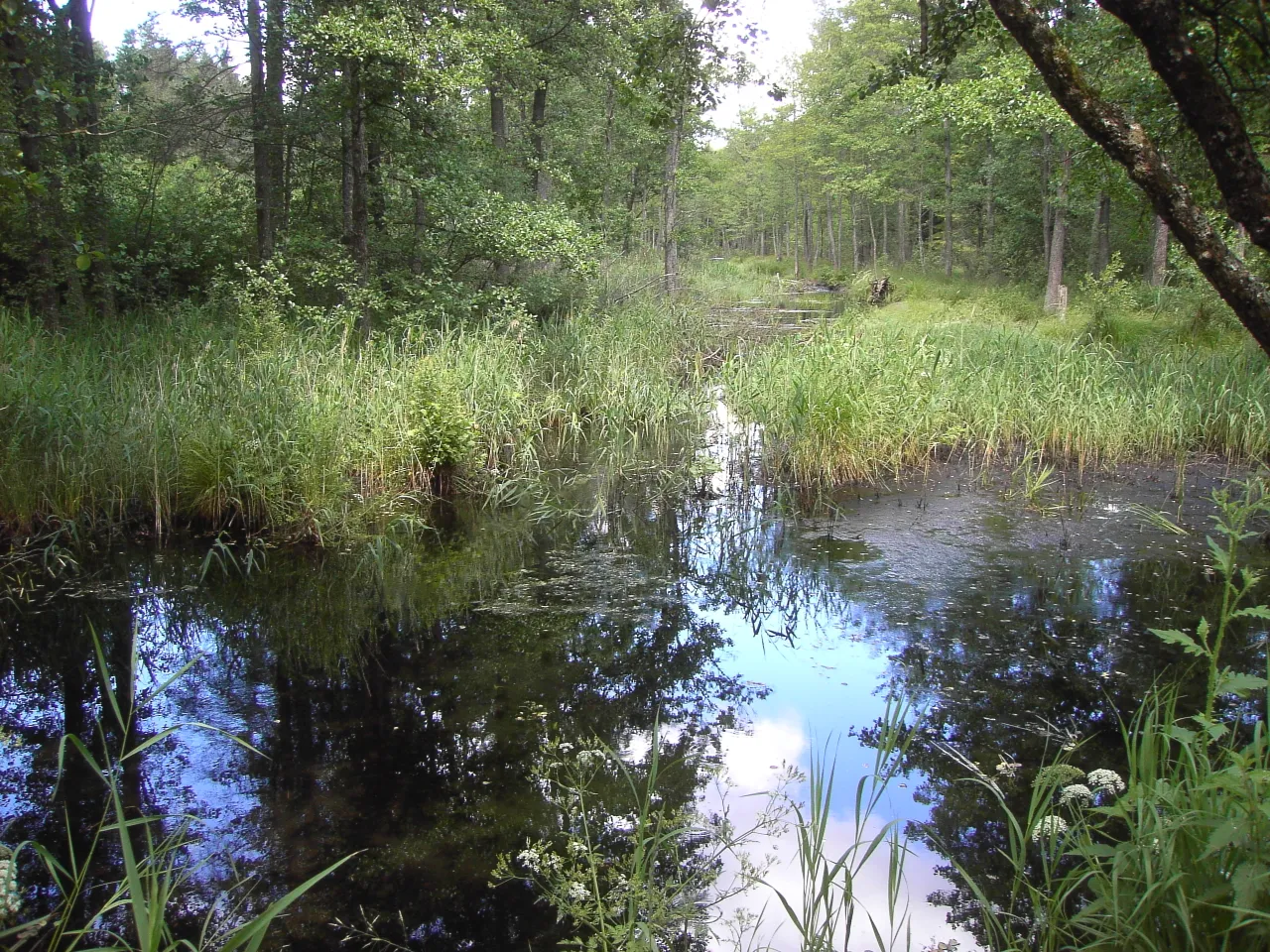 Photo showing: River Žvirgždė near Village Žvėrynas