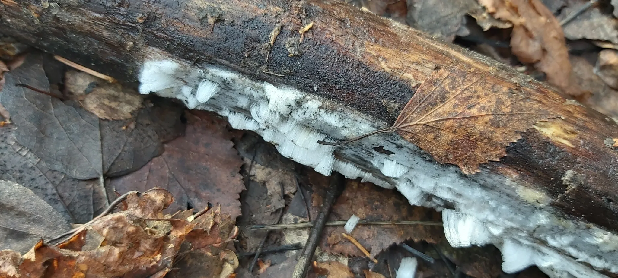 Photo showing: Hair Ice (Exidiopsis effusa)