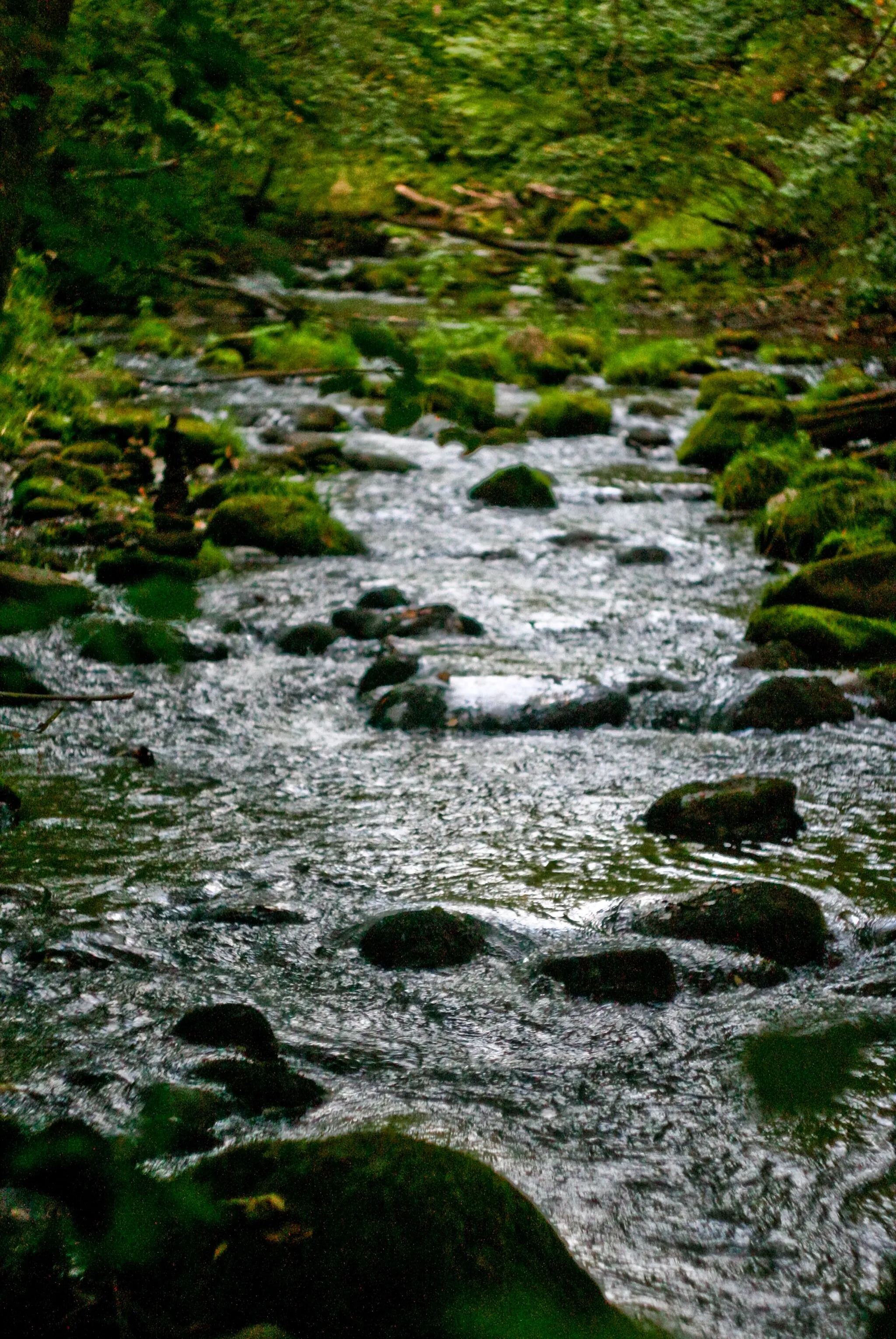 Photo showing: Dūkšta riverbed