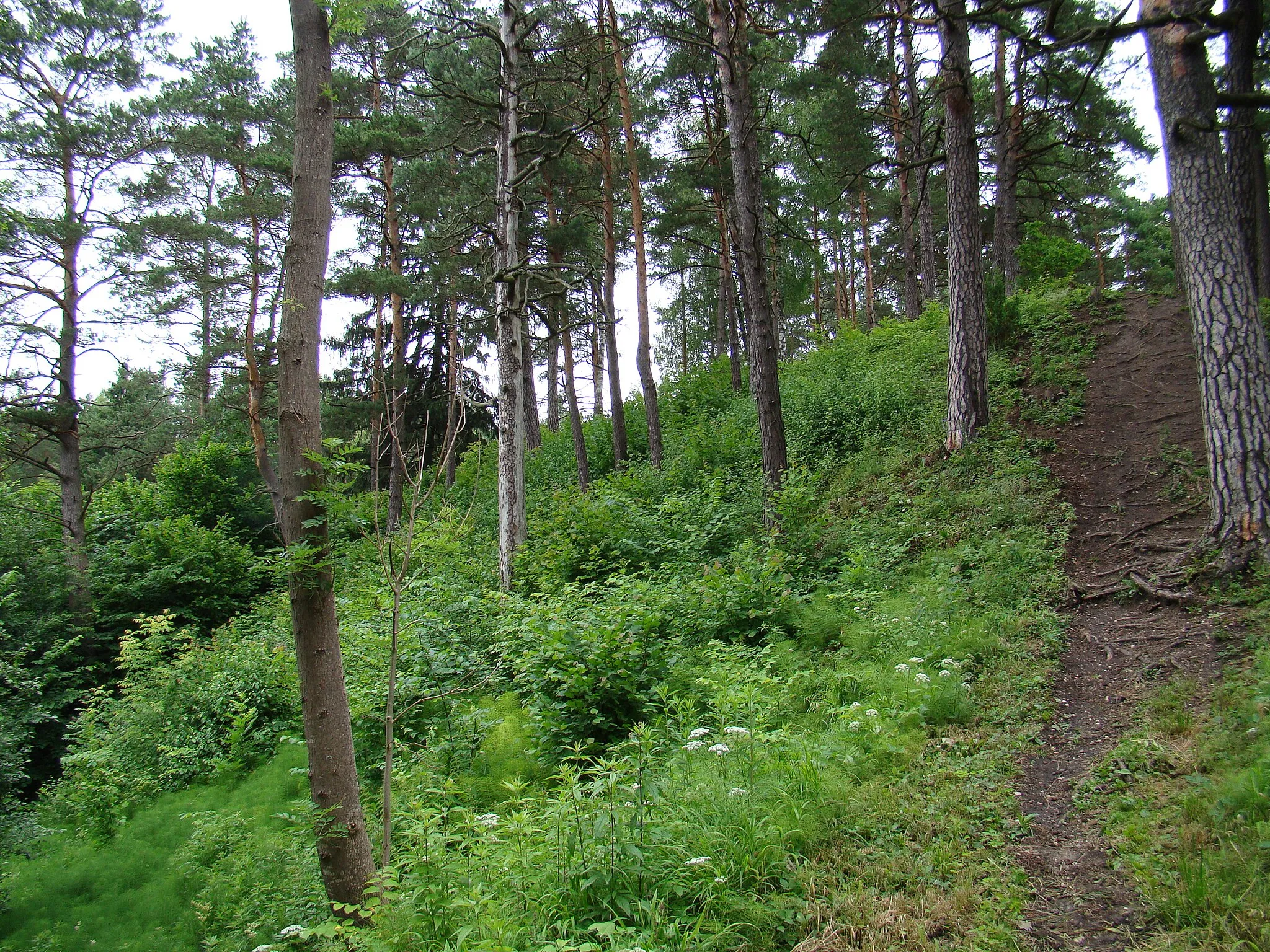 Photo showing: Naujosios Rėvos piliakalnis, Vilniaus rajone, Neries regioniniame parke