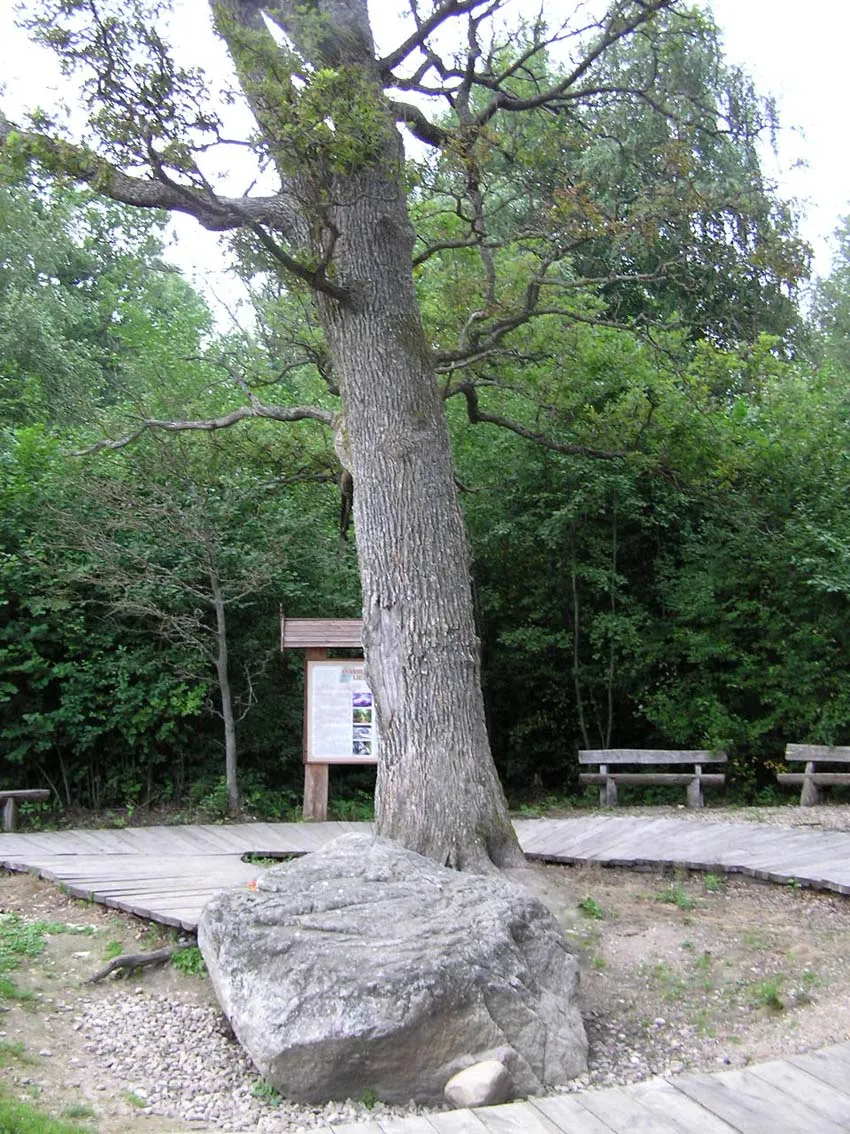 Photo showing: Airėnų akmuo Dūkštų ąžuolyne. 2006 m., G. Kulikausko fotografija.