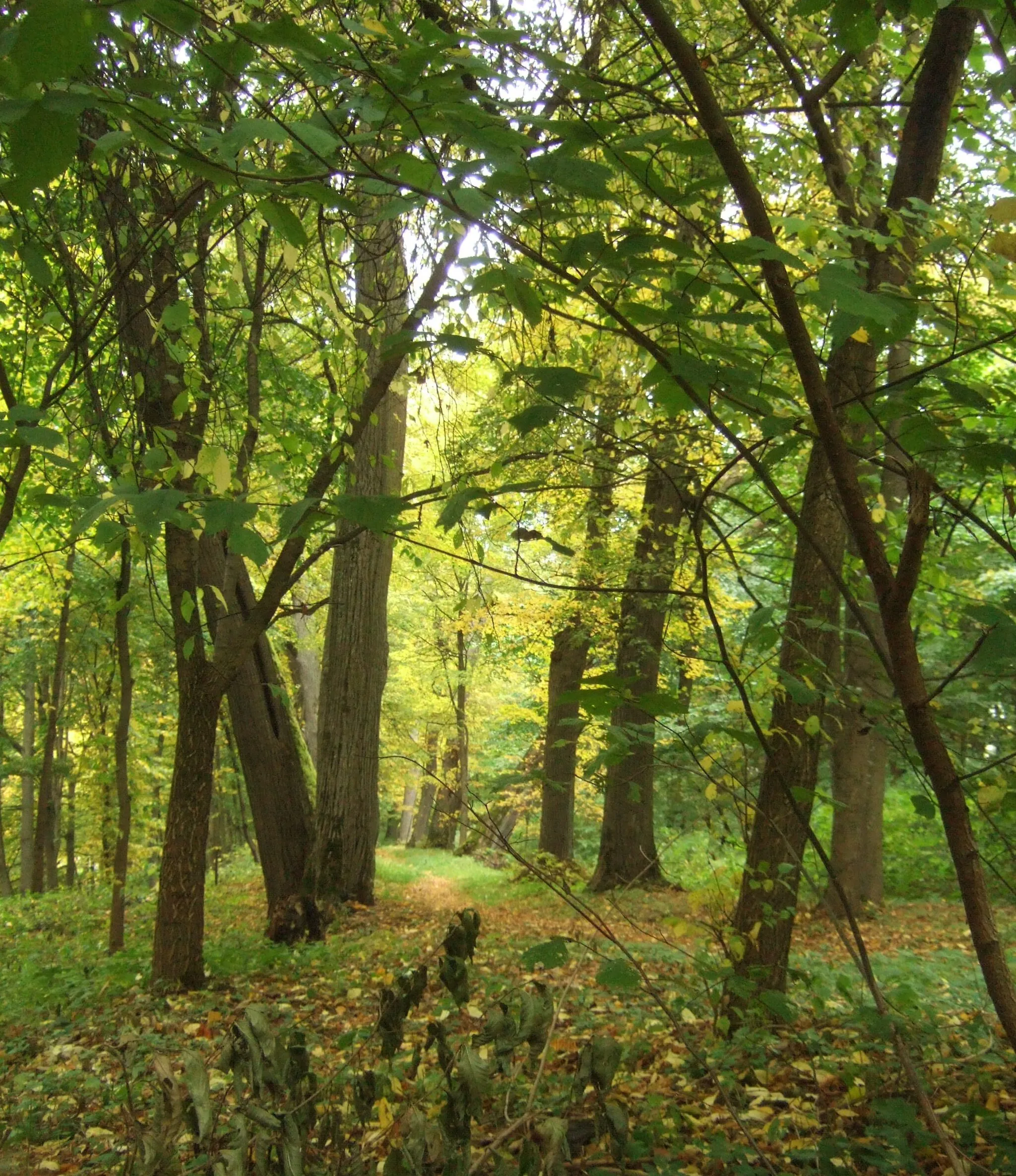 Photo showing: Vingio parko liepų alėja