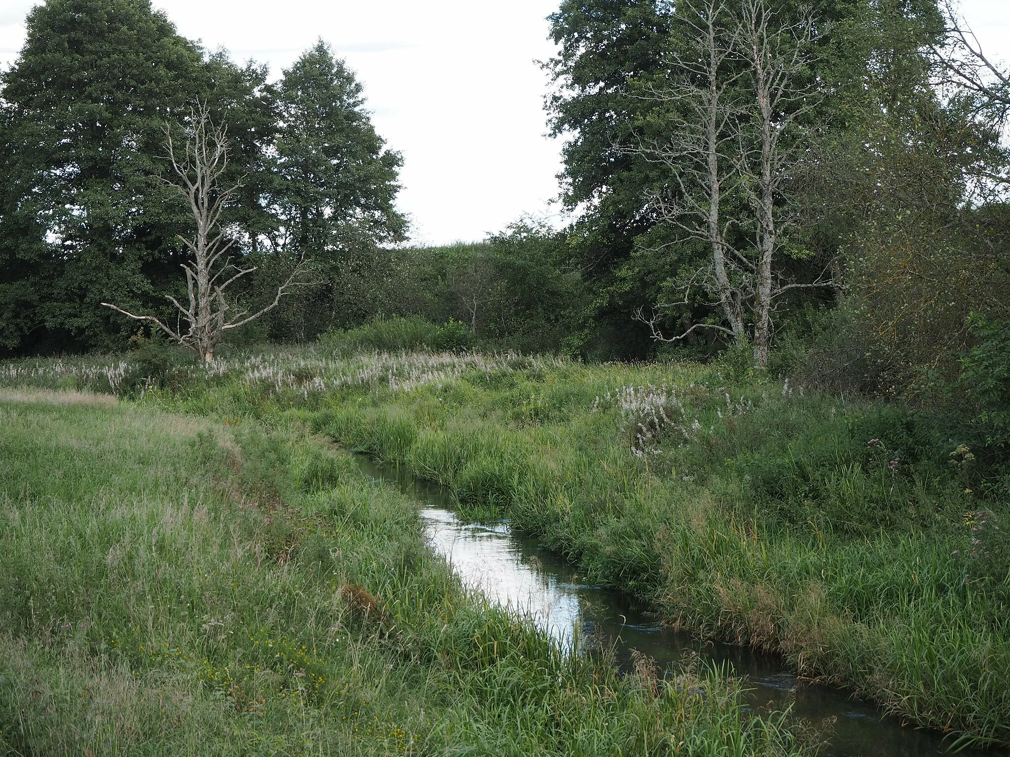 Photo showing: River Lukna in Bakieriškės