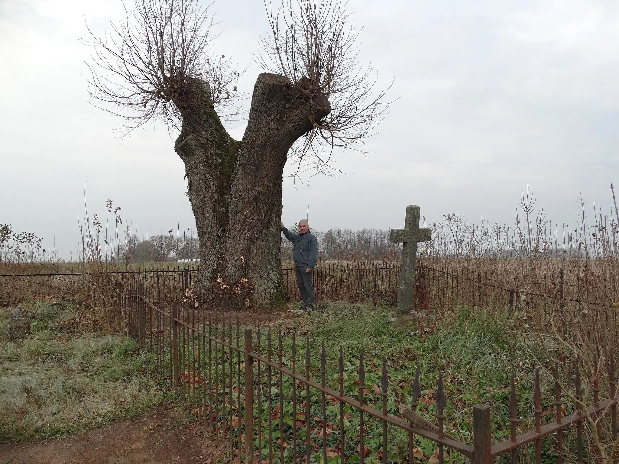 Photo showing: Ustukiai lime tree, Pasvalys district, Lithuania