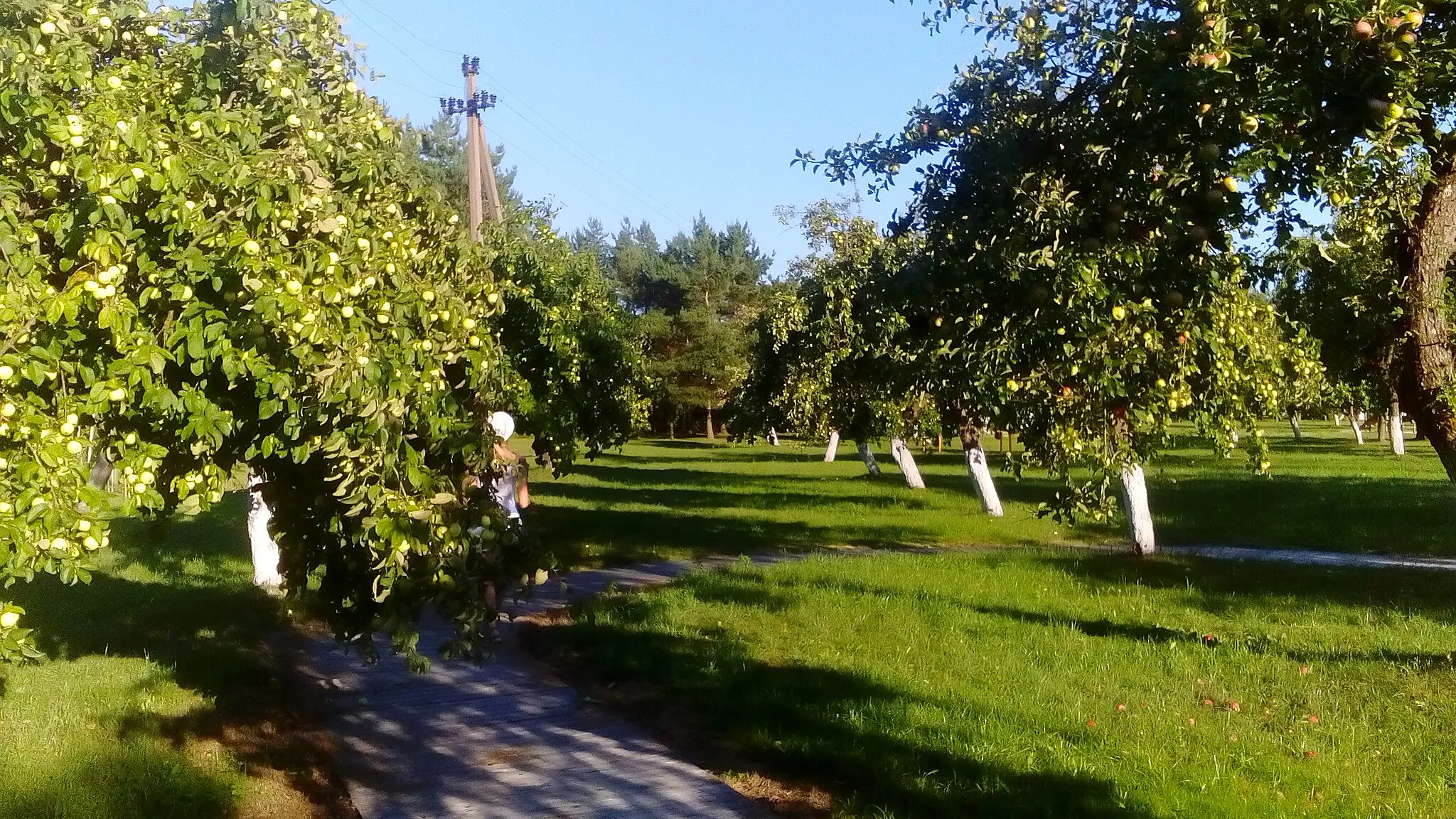 Photo showing: Agluonėnai town garden