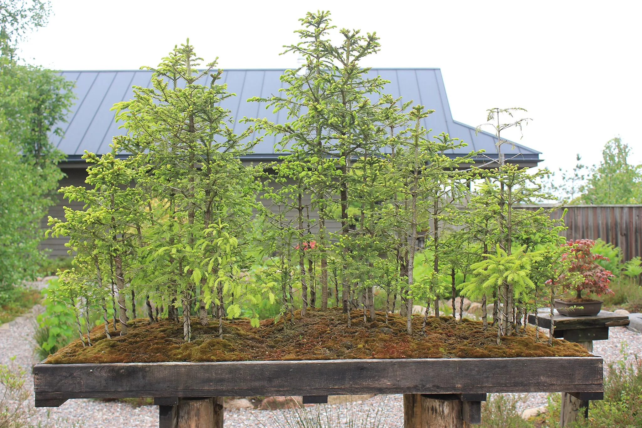 Photo showing: Mažučiai - Japanese Garden