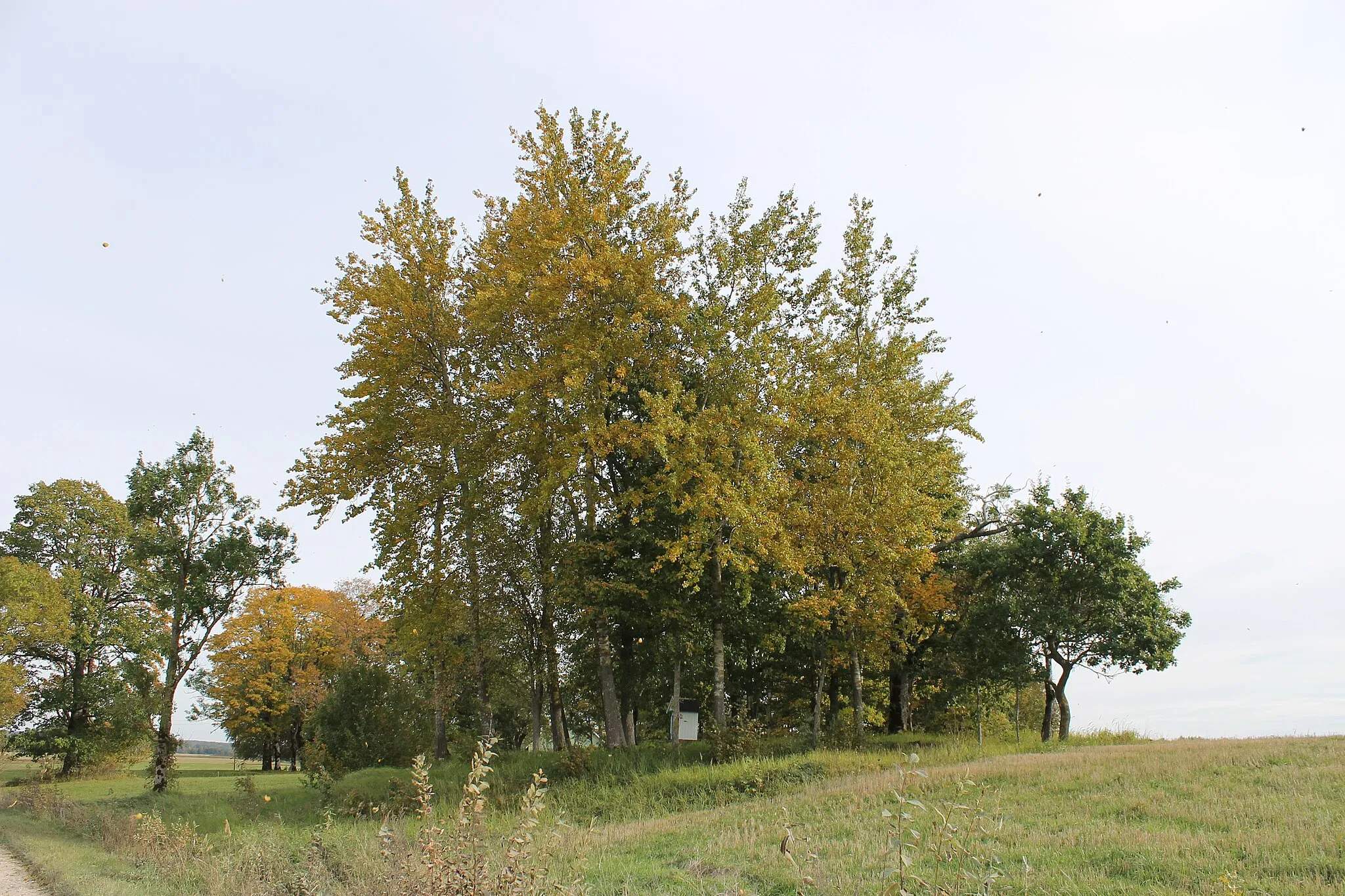 Photo showing: Rusiškės old cemetery, Skuodas district, Lithuania