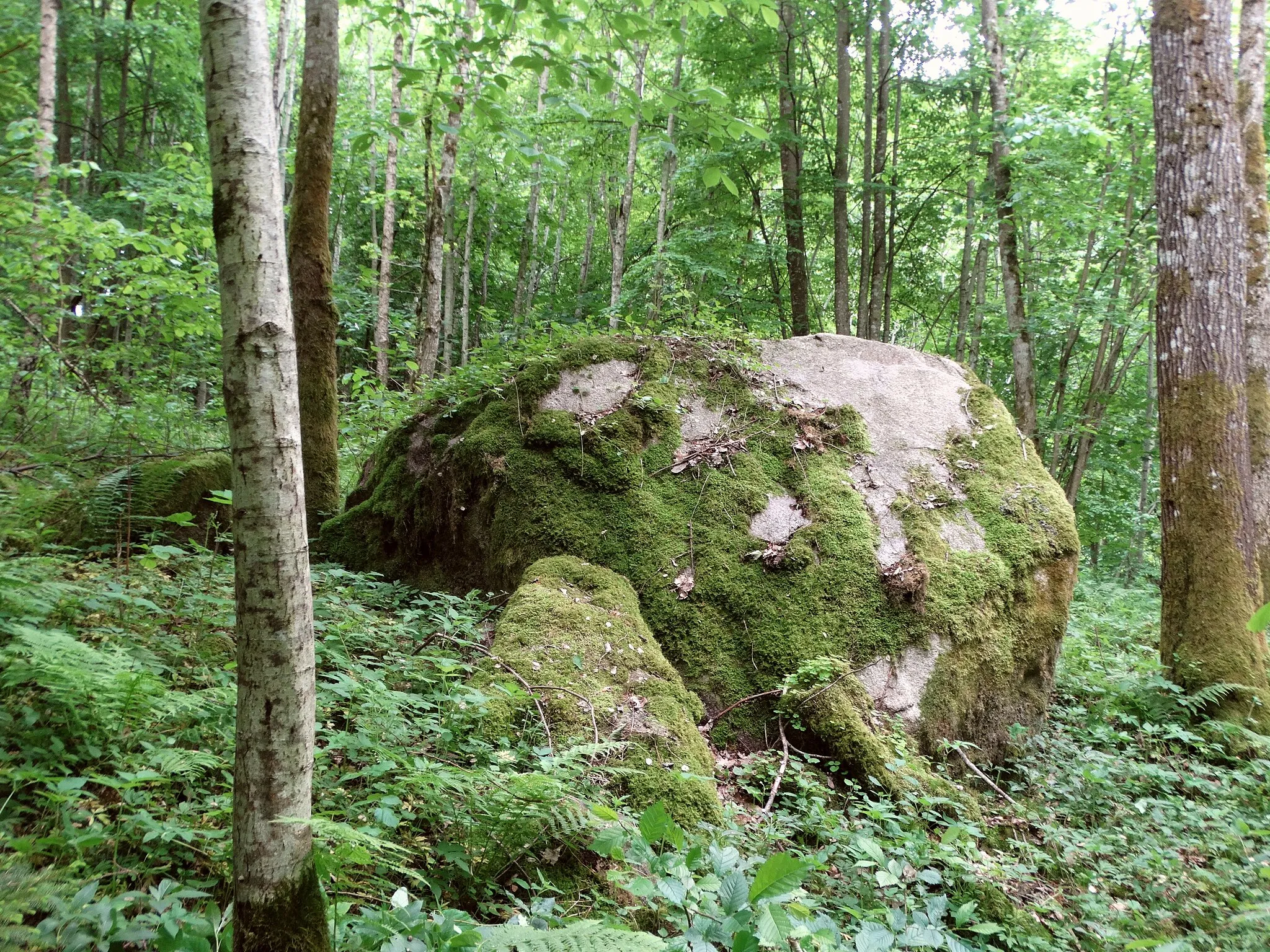 Photo showing: Keberkščiai, Big stone, Šilalė district, Lithuania