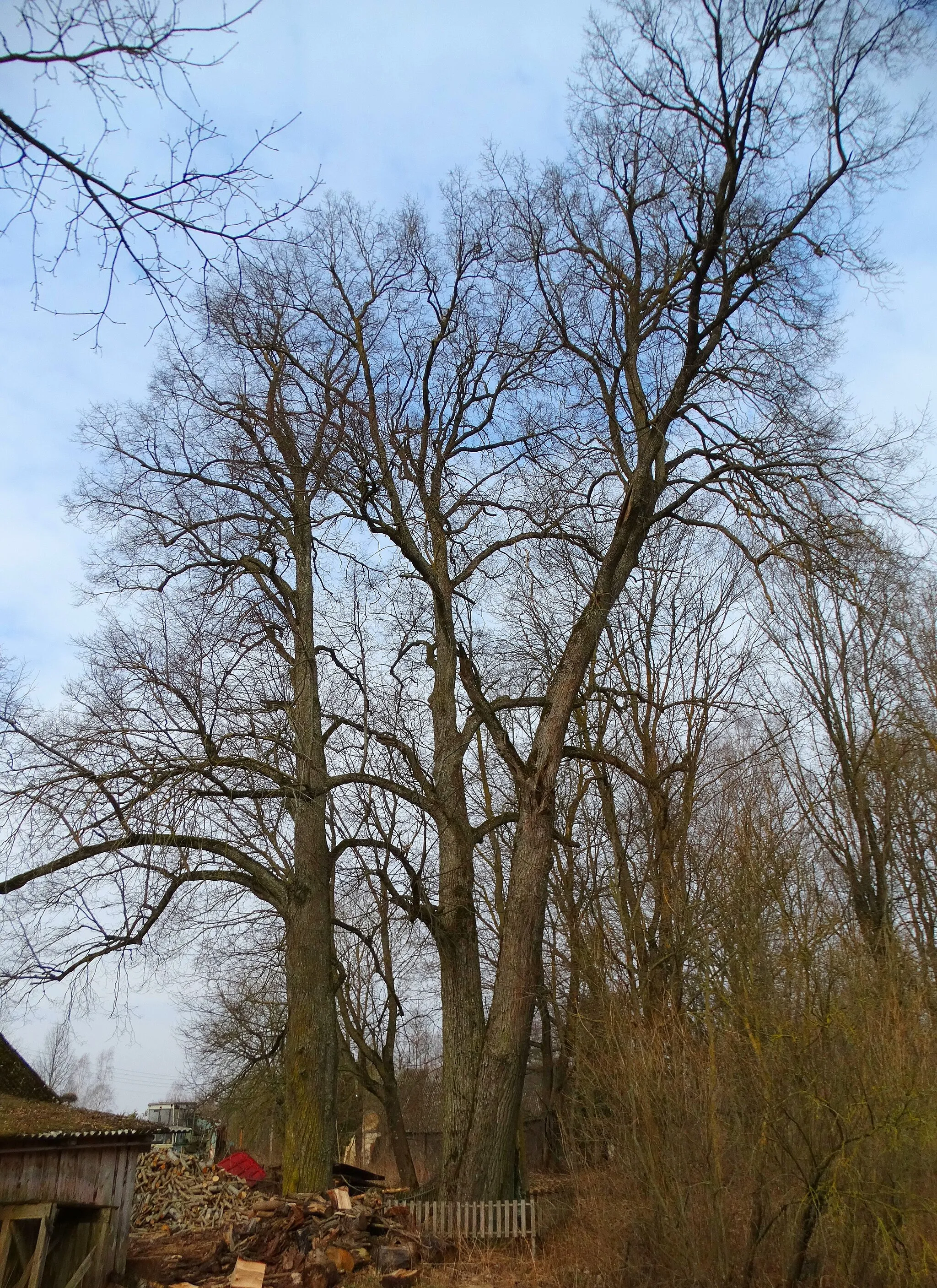 Photo showing: Lime tree, Raistai, Joniškis District, Lithuania